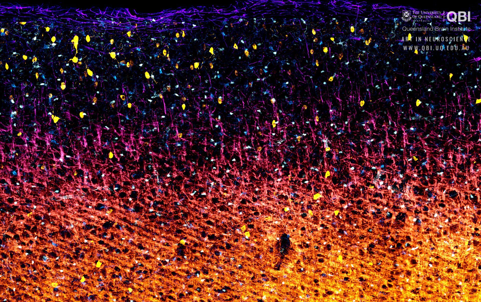 Neuroscience Wallpaper Desktop For Widescreen Wallpaper