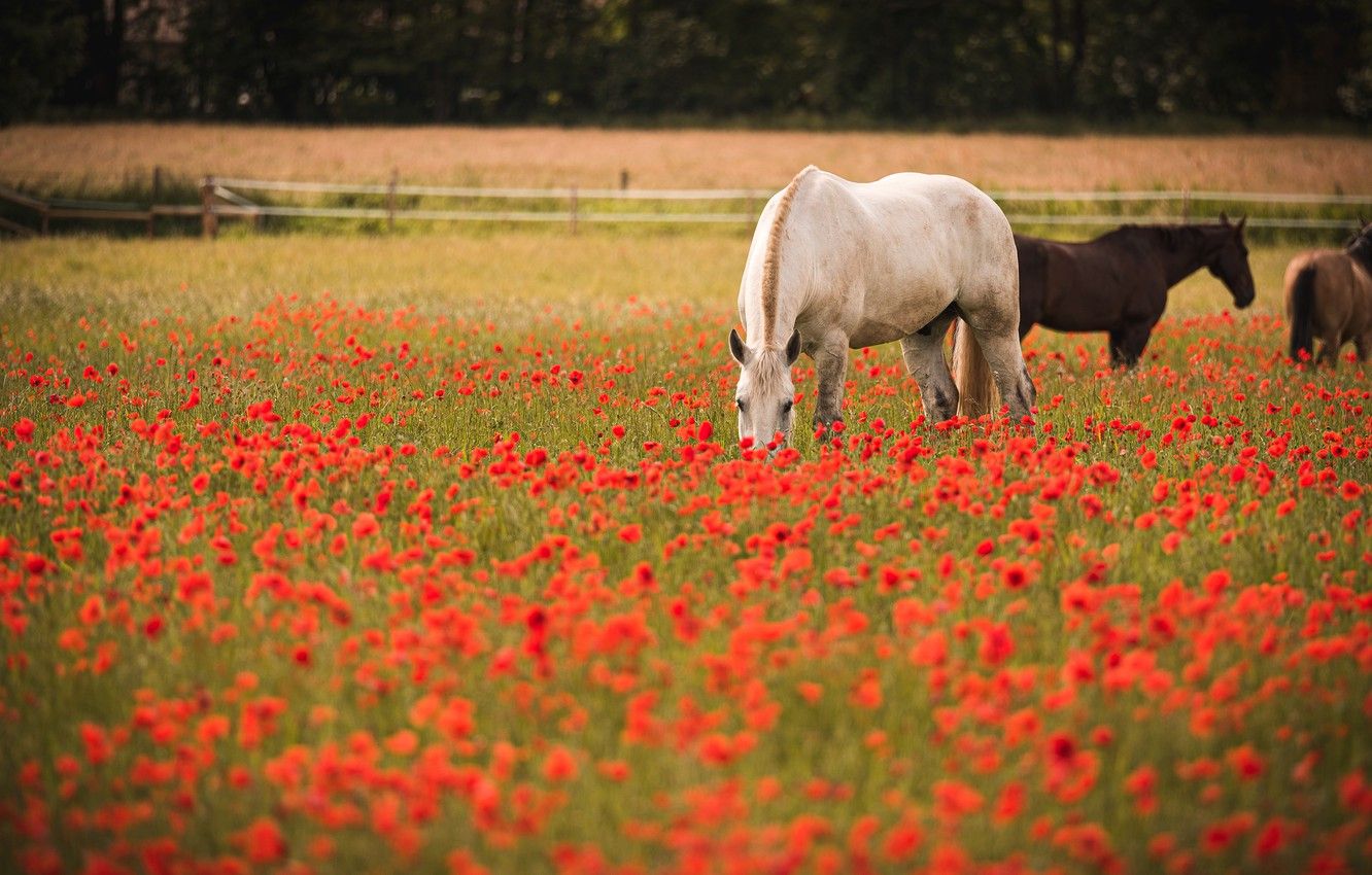 Wallpaper field, white, summer, flowers, nature, horse, horse
