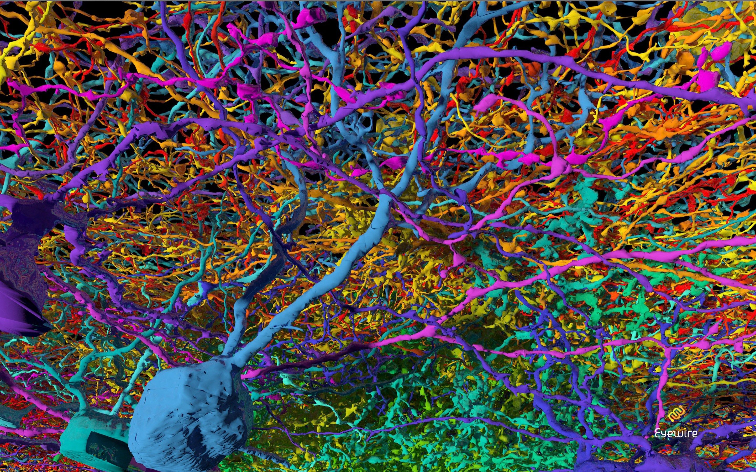 Нейронная сеть человека под микроскопом
