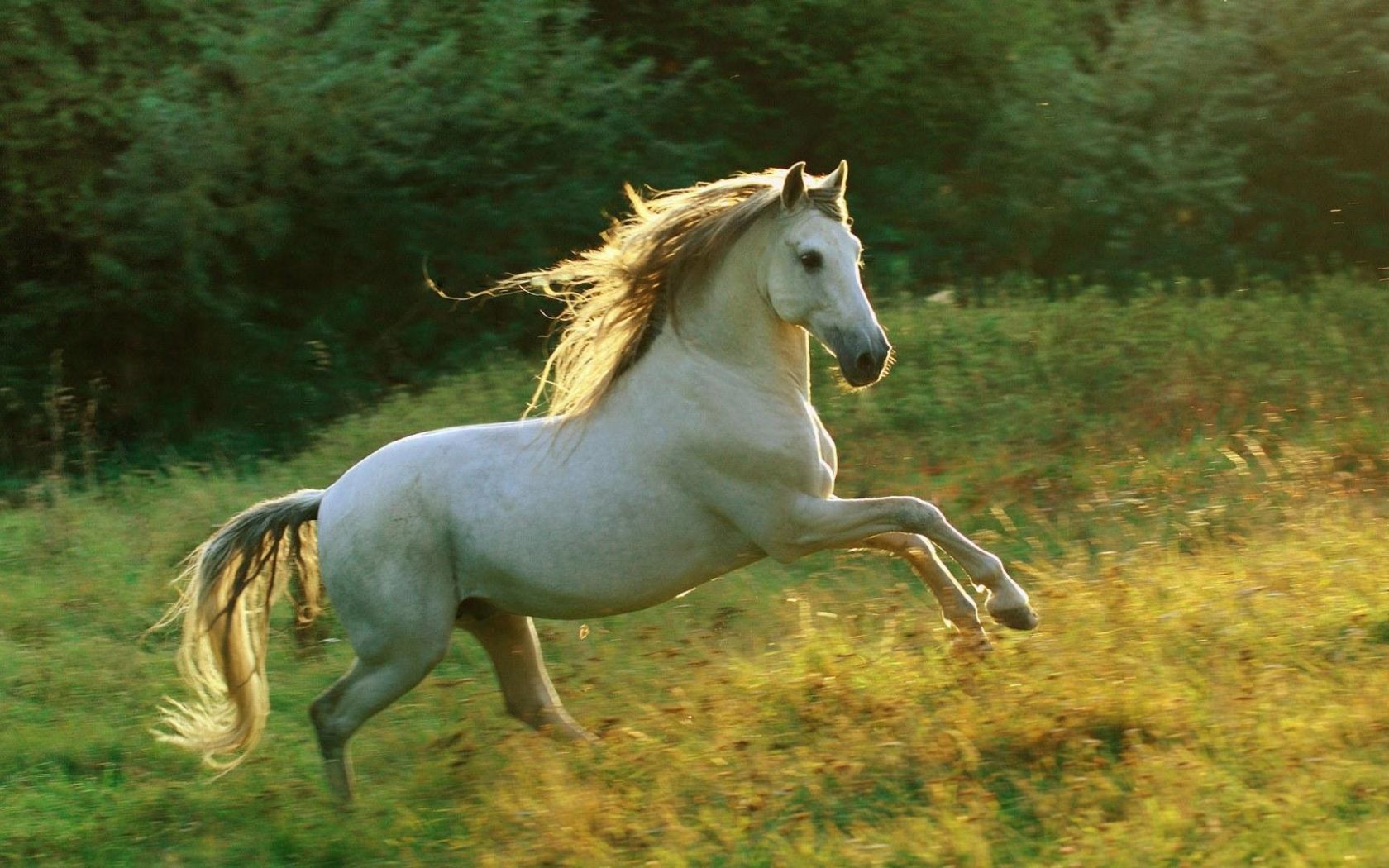 Free download horse wallpaper category of HD wallpaper horse