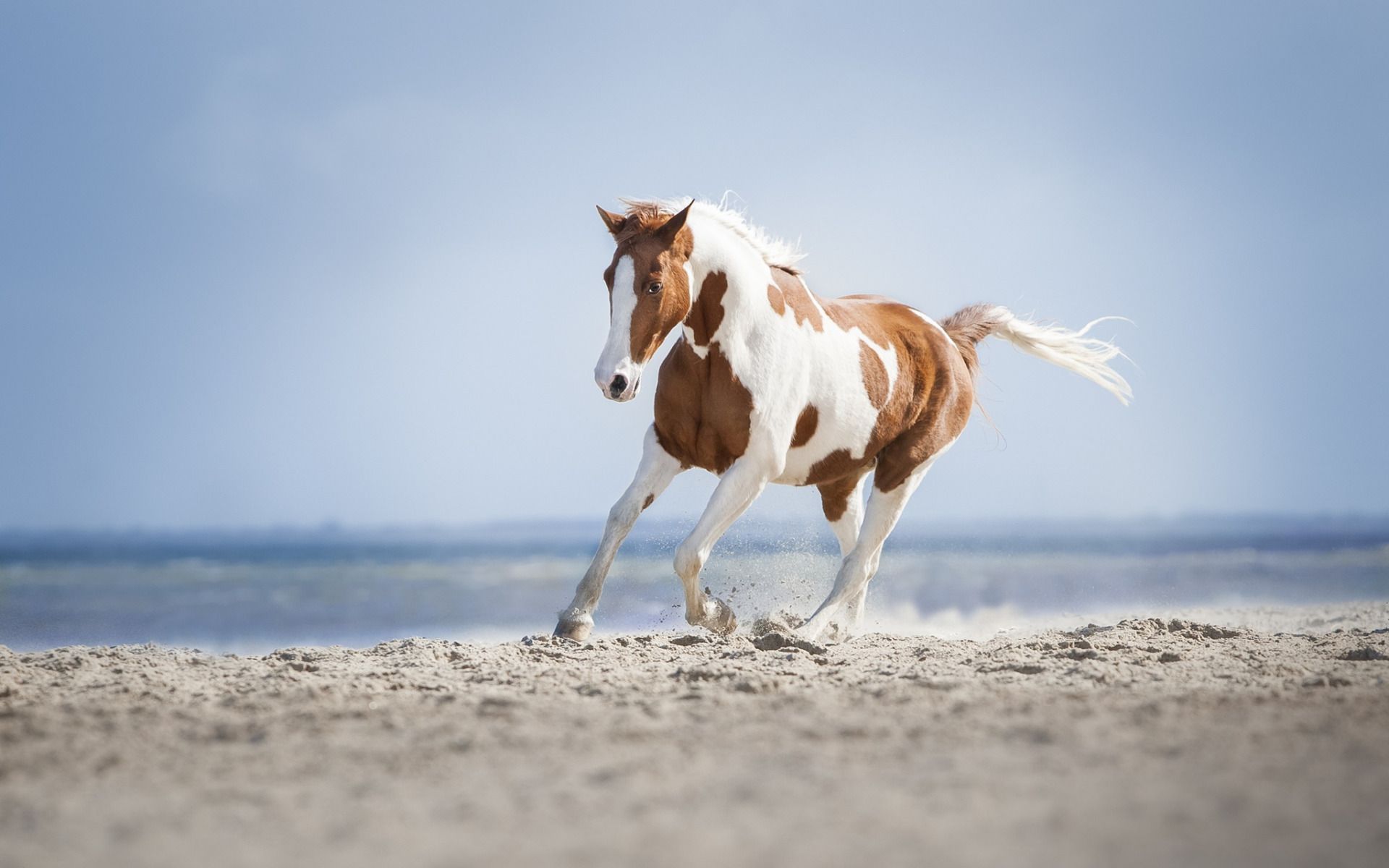 Download wallpaper horse, summer, white horse with brown spots
