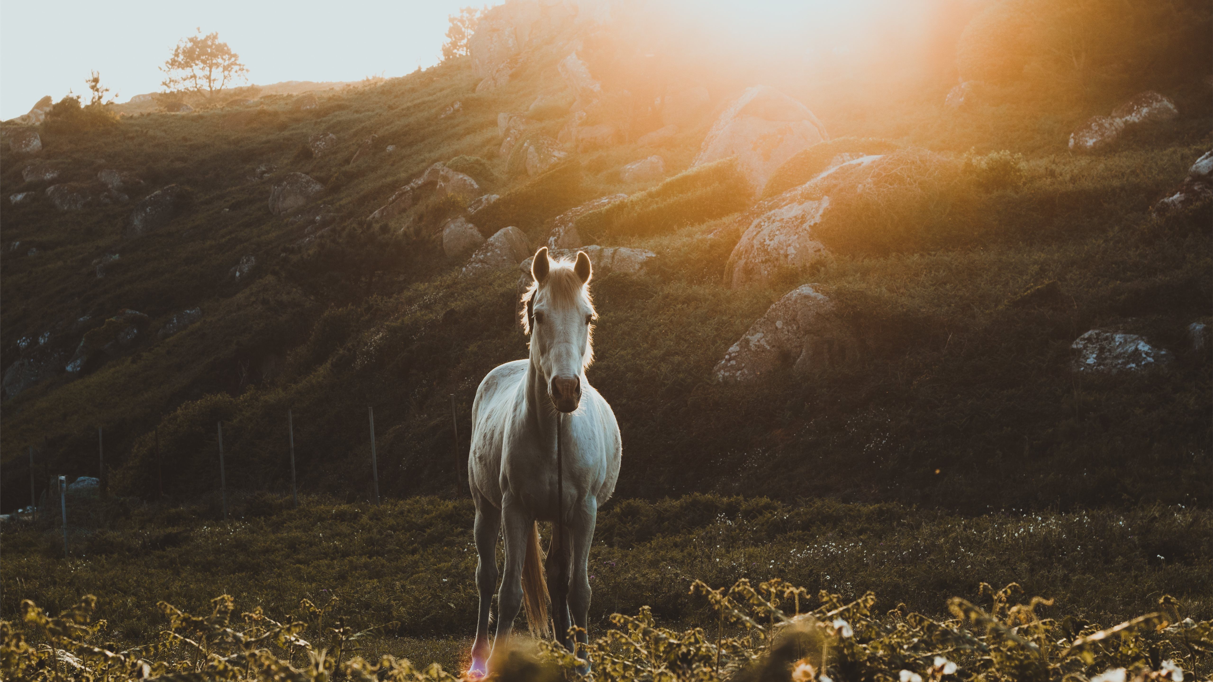 photo of galloping horse. Mac Wallpaper Download