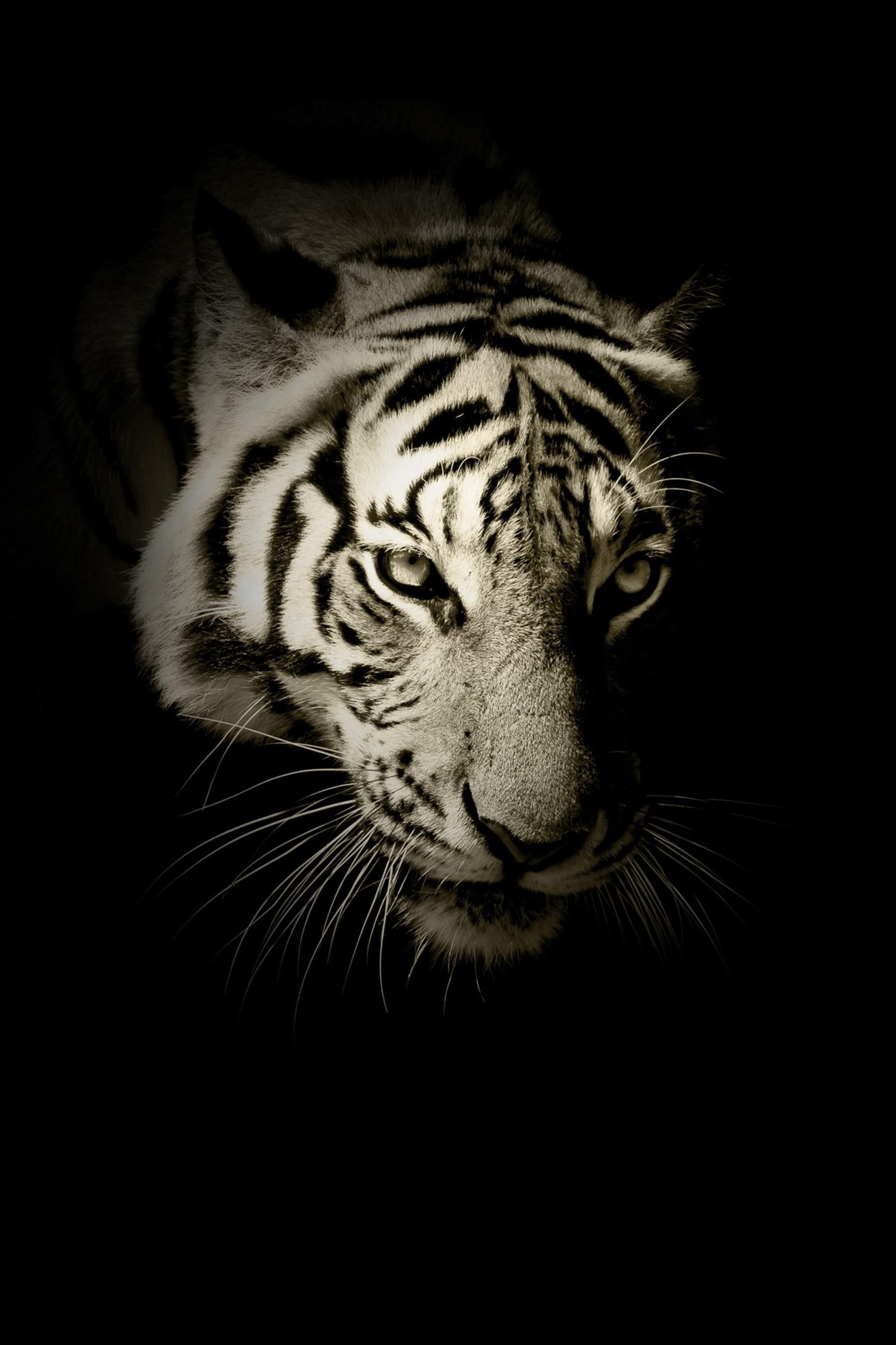 AMOLED Animal Wallpaper. Tiger quotes, Animal wallpaper, Beast quotes