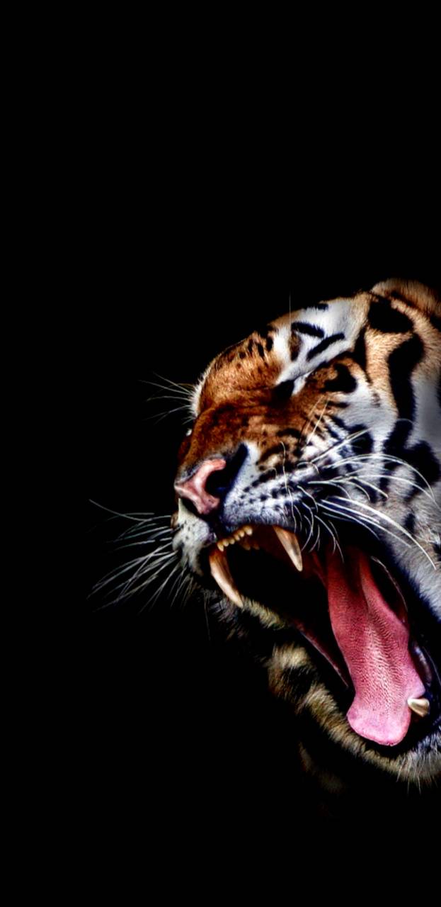 Vicious Tiger wallpaper