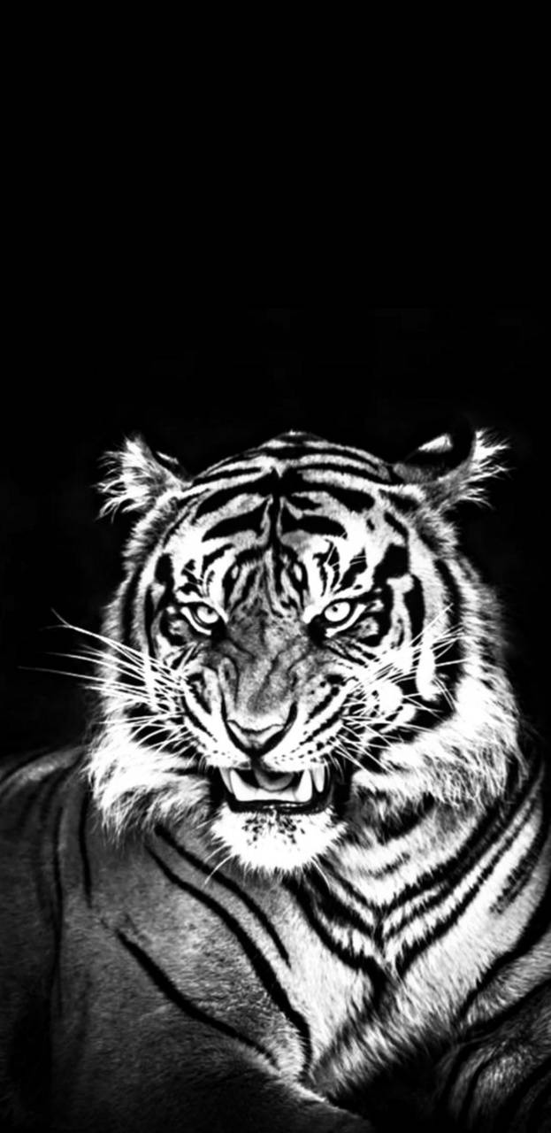 Tiger black wallpaper