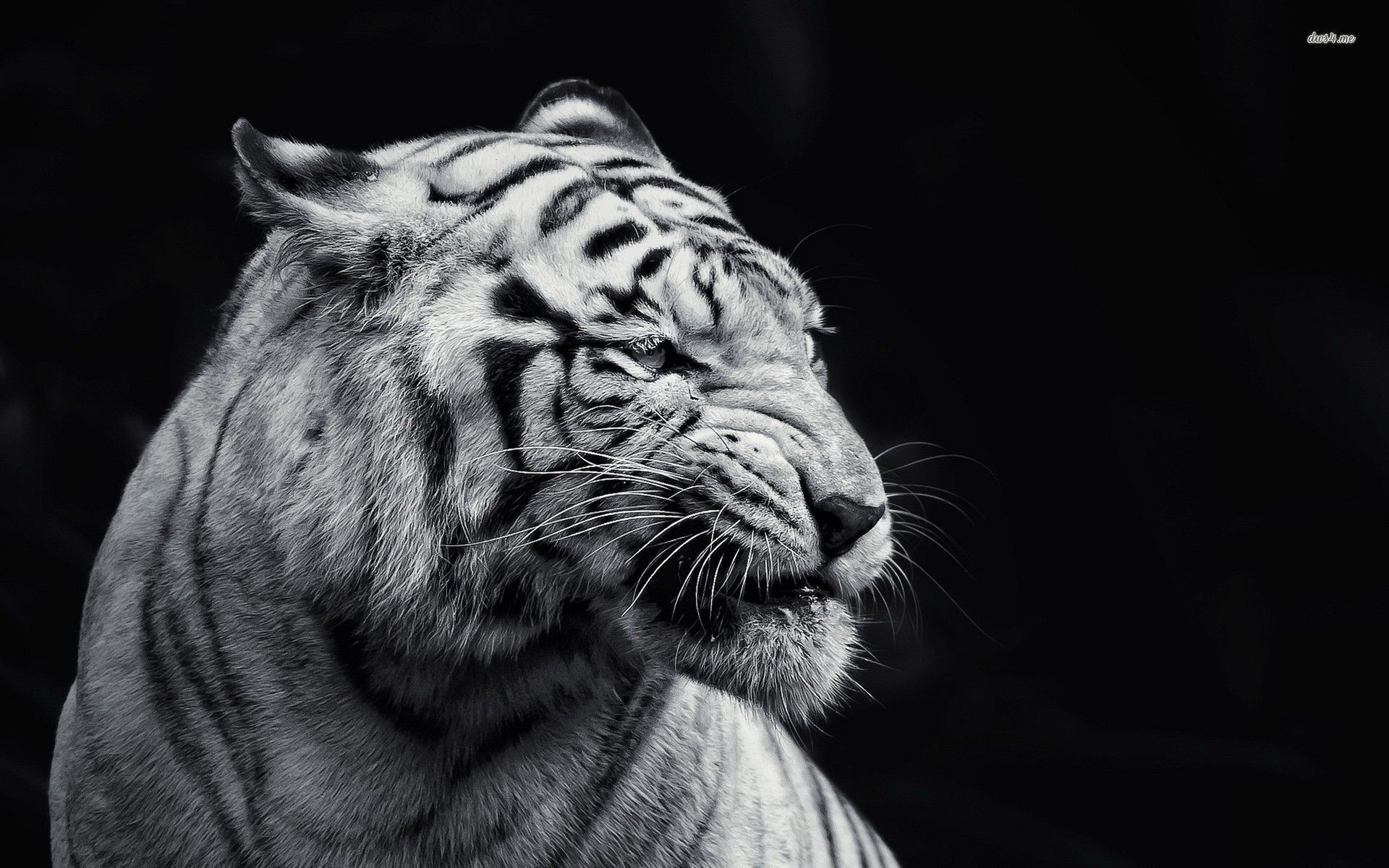 Black And White Tiger Wallpaper