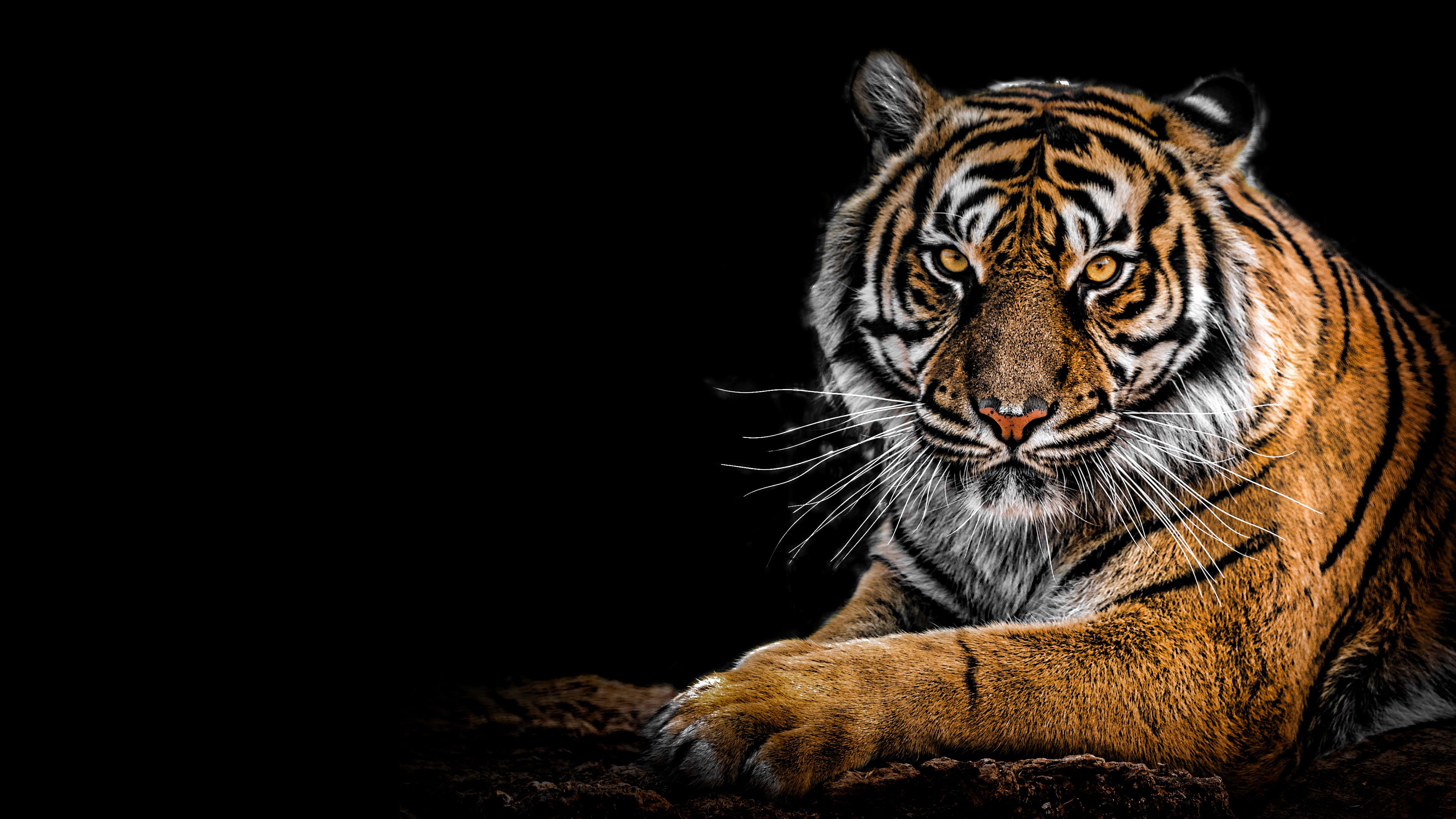 Bengal Tiger 4K Wallpaper, Big cat, Predator, Black background