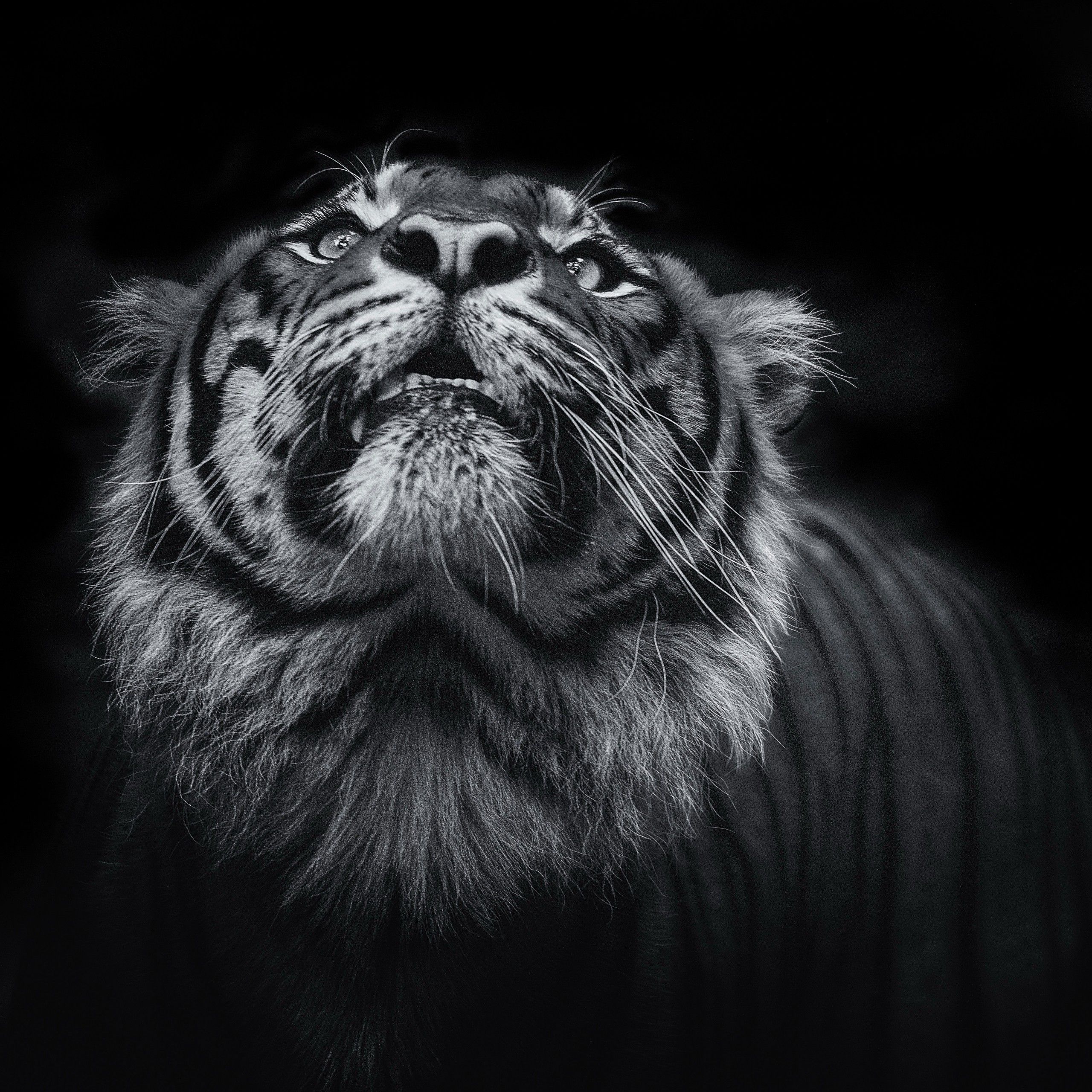 Wallpaper Tiger, Dark, Black, HD, 4K, Animals,. Wallpaper
