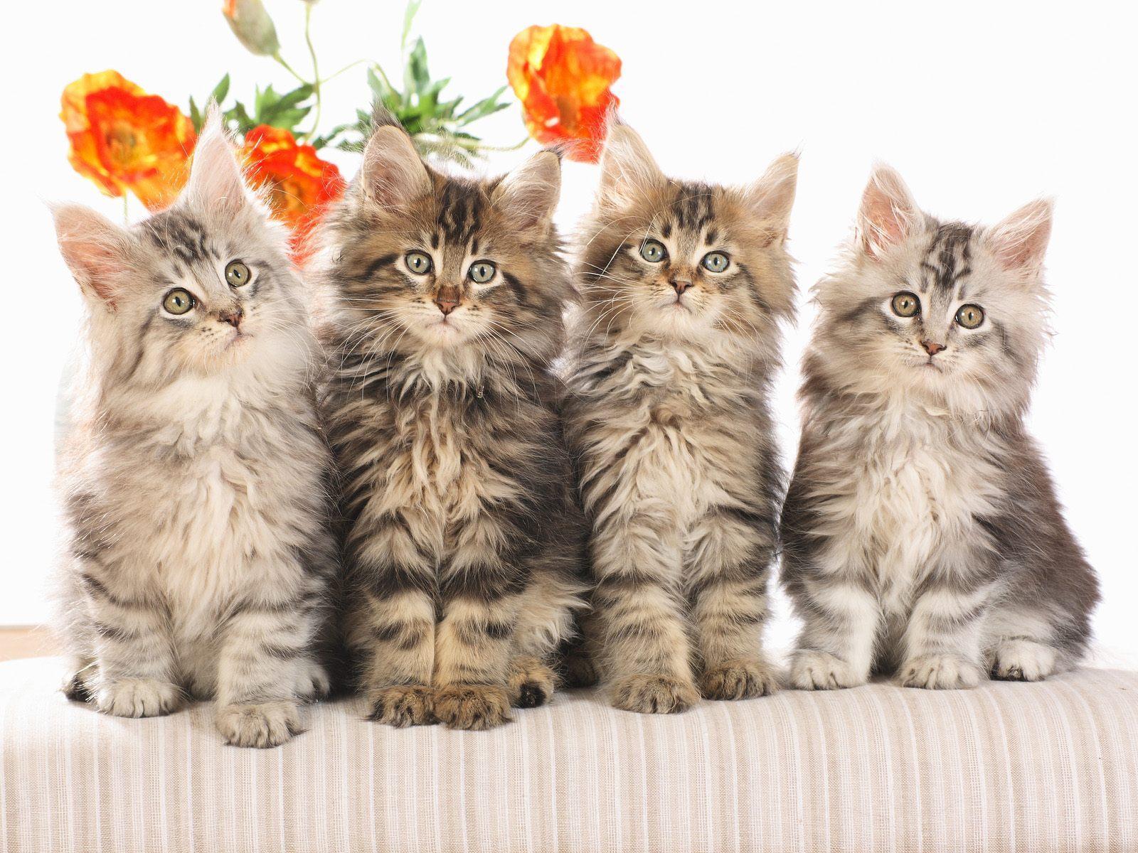 Cool Cat Wallpaper for Android