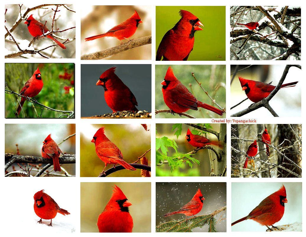 Cardinal Red Bird Collage. Birds, Red birds, Cardinal birds