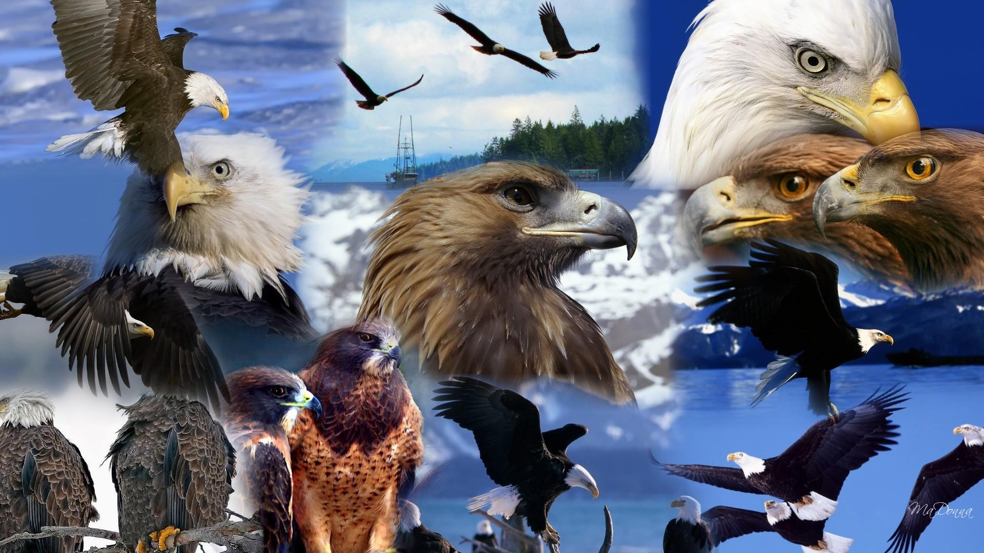 Download 1920x1080 Eagles Collage wallpaper