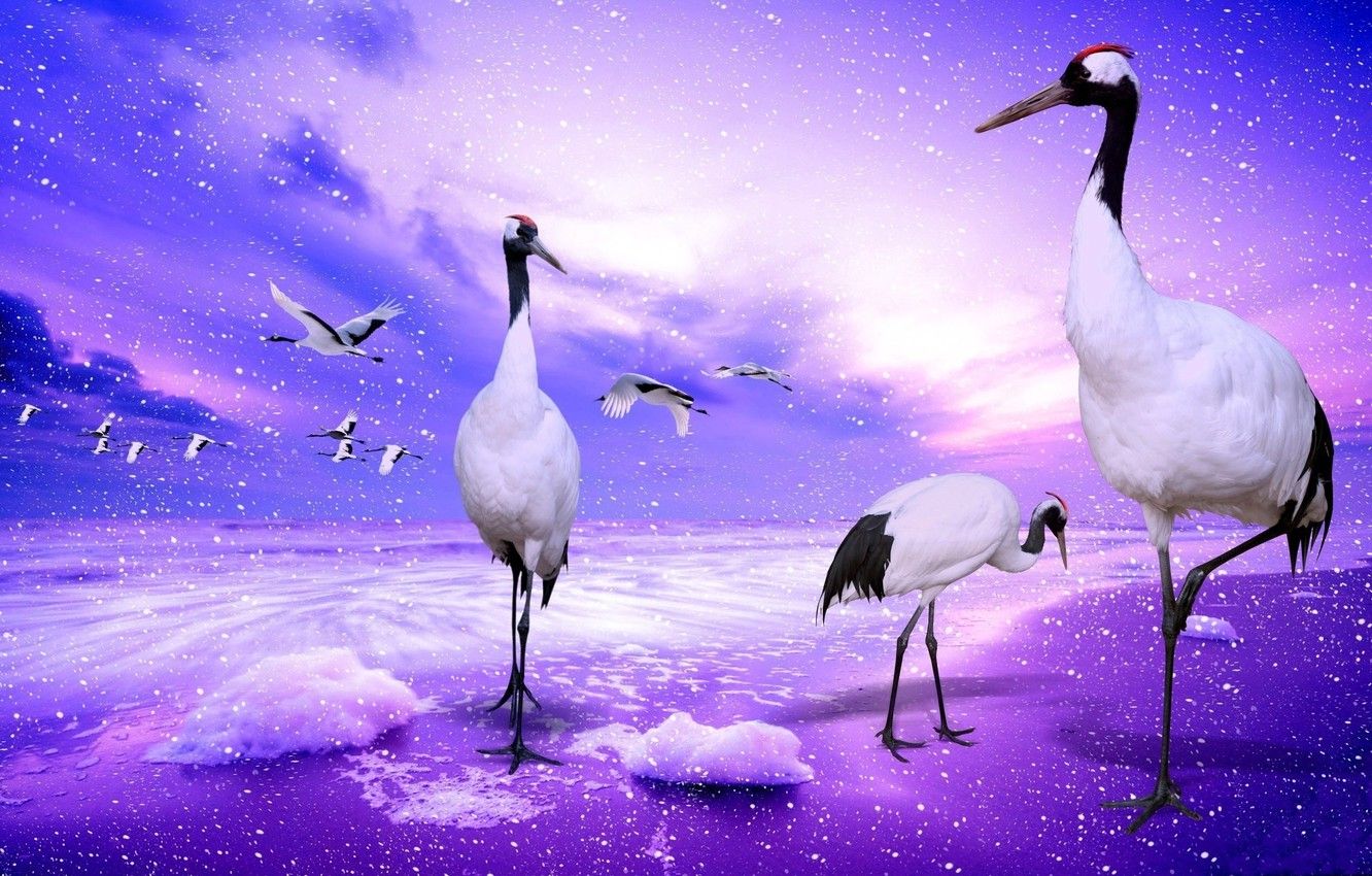 Wallpaper the sky, water, clouds, flight, squirt, birds, collage, wings, cranes image for desktop, section животные