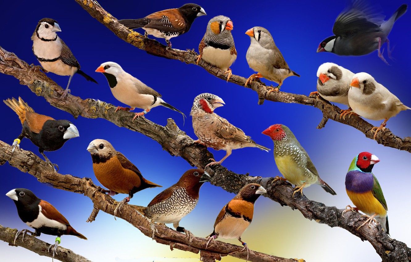 Wallpaper the sky, birds, collage, branch image for desktop, section животные