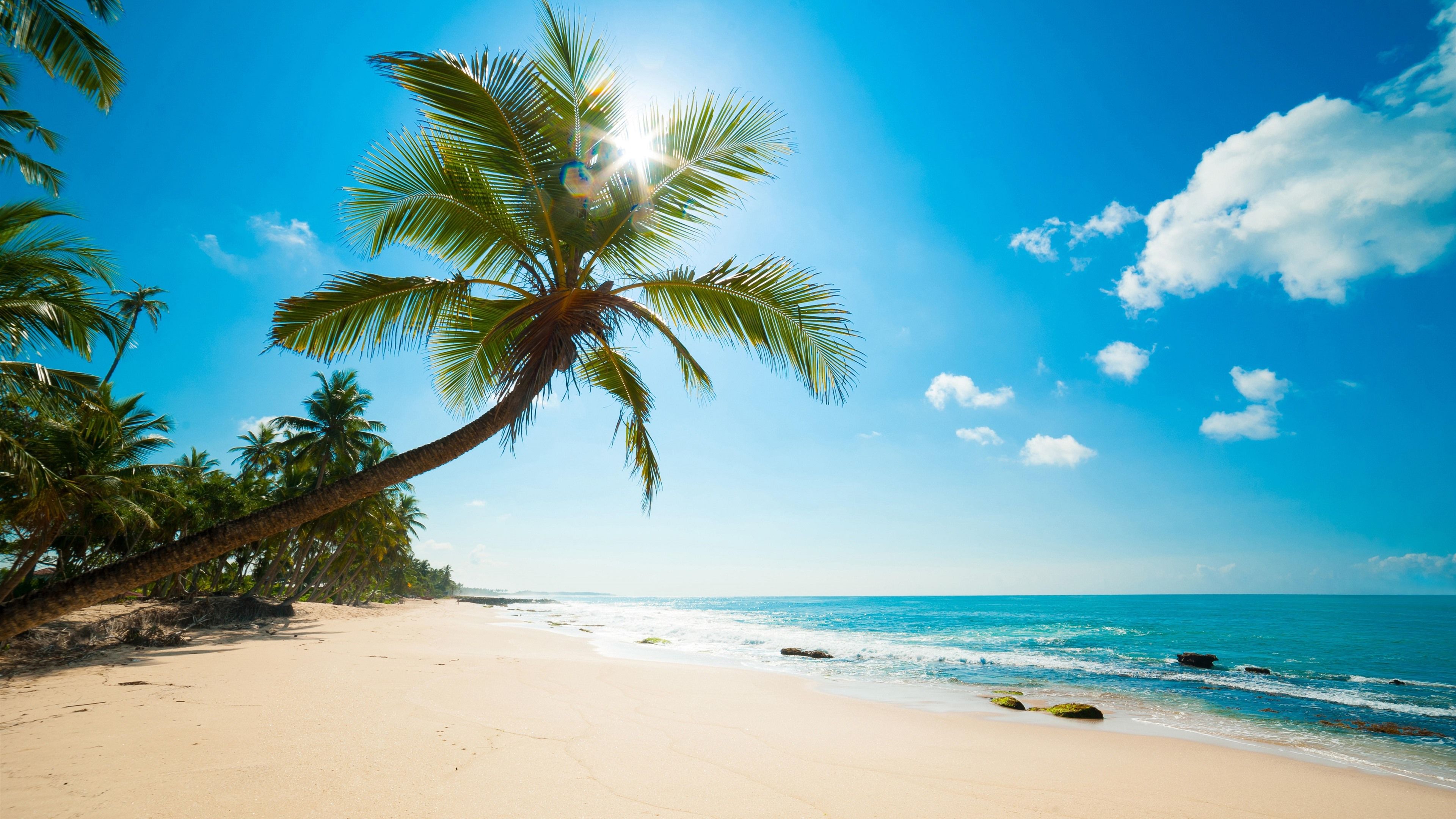 Wallpaper Caribbean, sea, beach, palm trees, sun rays, tropical