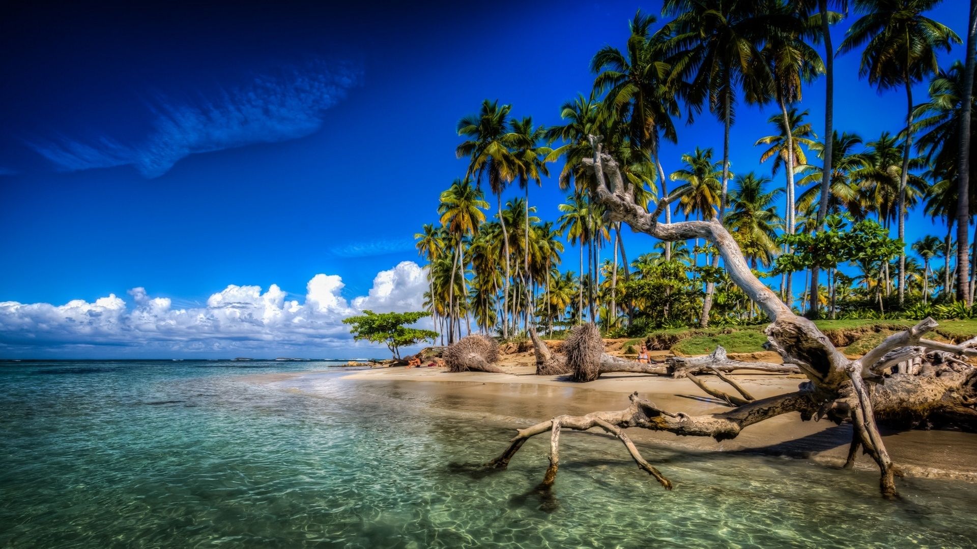Wallpaper Caribbean, palm trees, beach, sea, clouds, Dominican