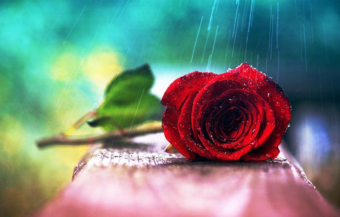 Wallpaper red, wet, leaves, water drops, roses, wonderful image