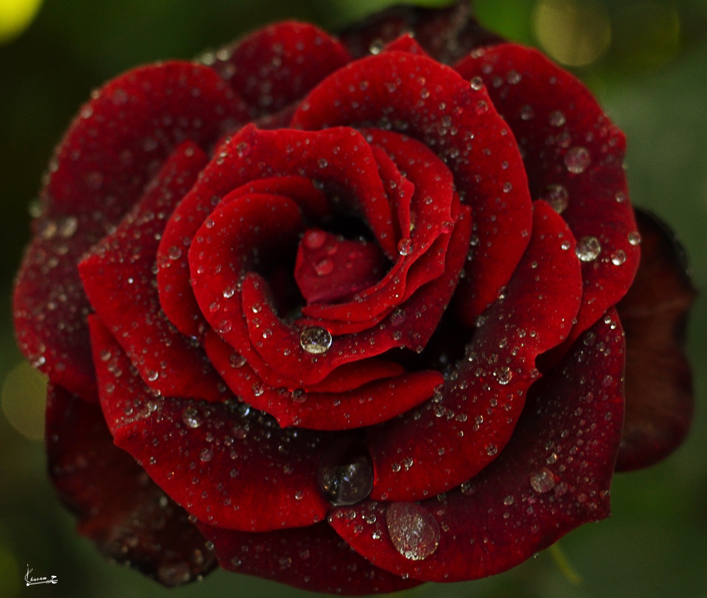 Wet Red Rose HD Wallpaper