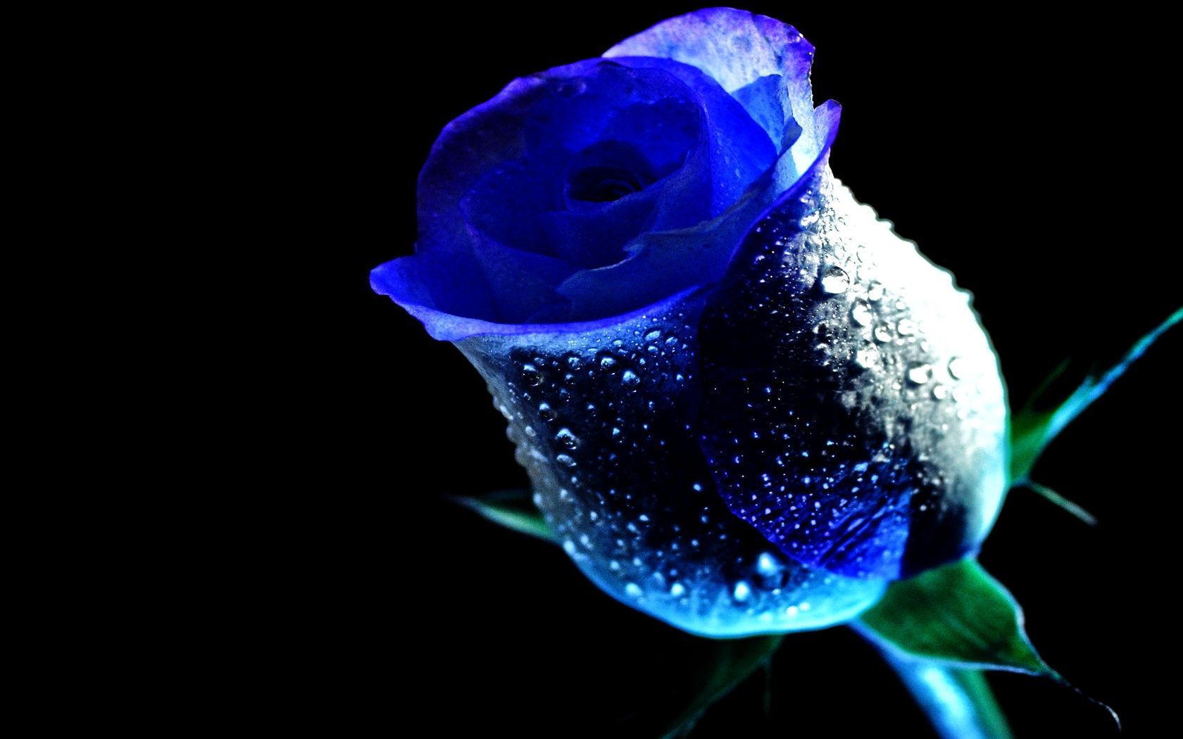 Blue Roses. WET ROSE, blue, dew, drop, flower, rose, water. Blue