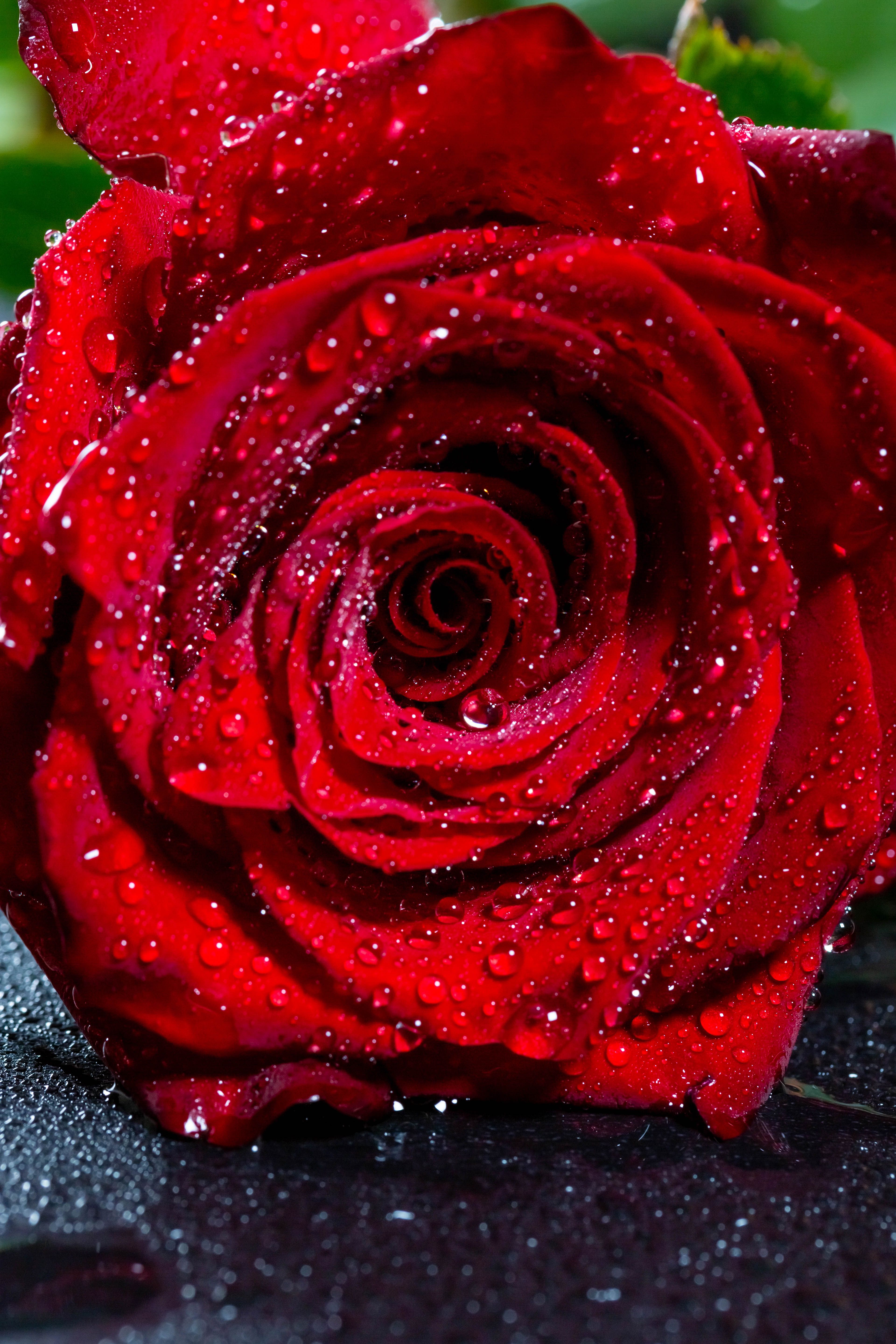 Download wallpaper 3840x5760 rose, bud, drops, red, flower, wet HD