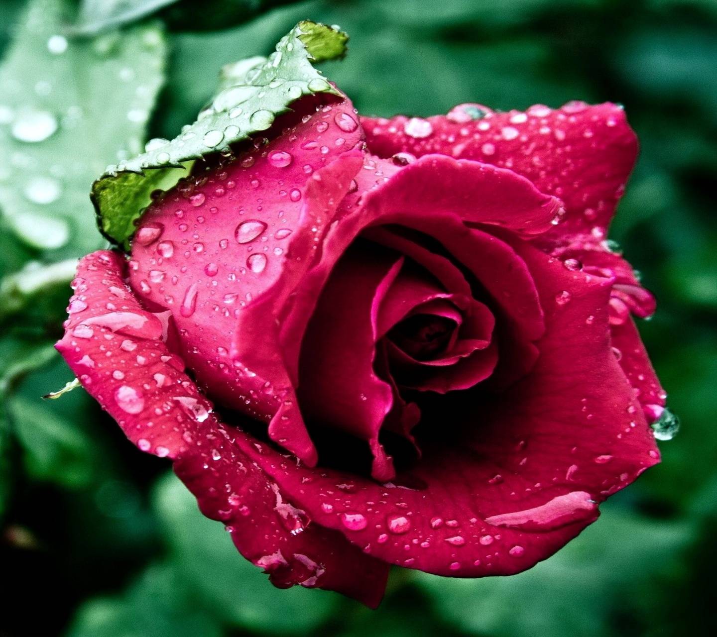 Beautiful wet rose wallpaper
