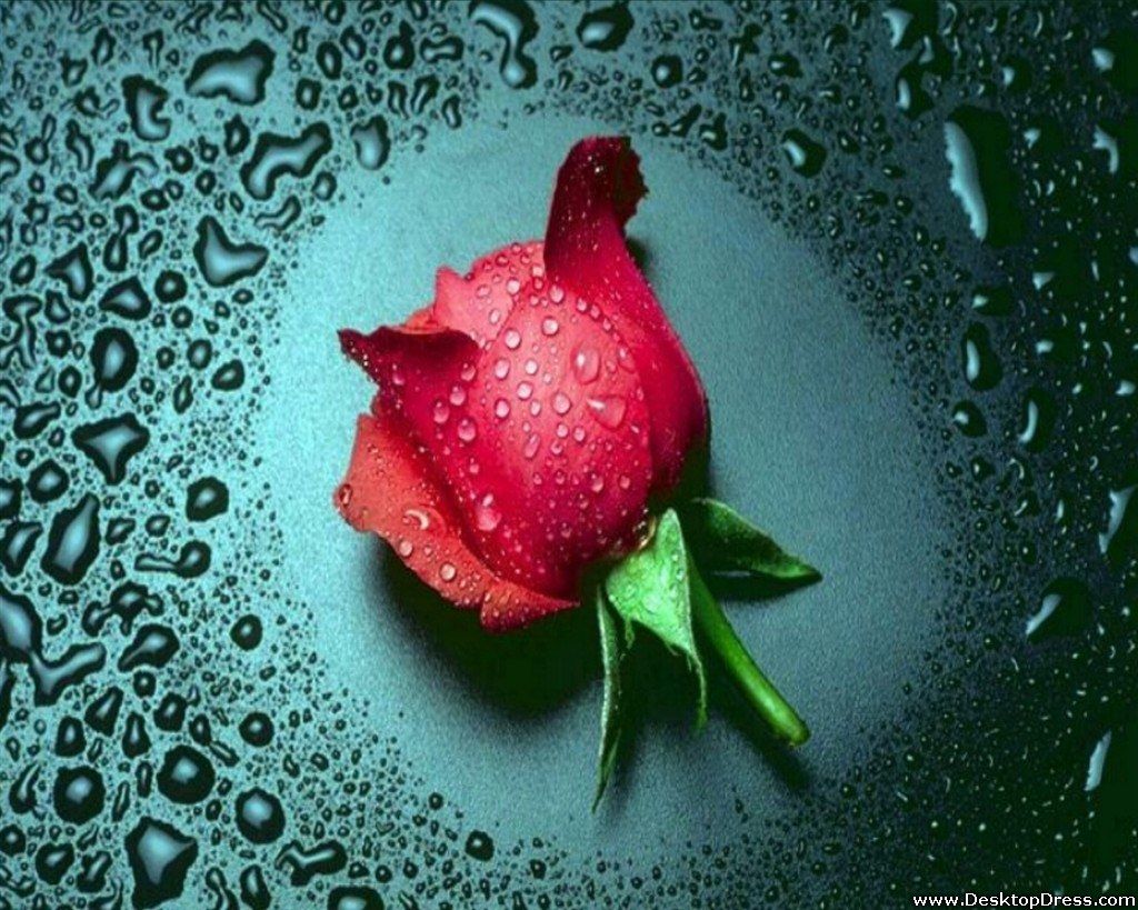 Desktop Wallpaper Flowers Background Single Wet Red Rose
