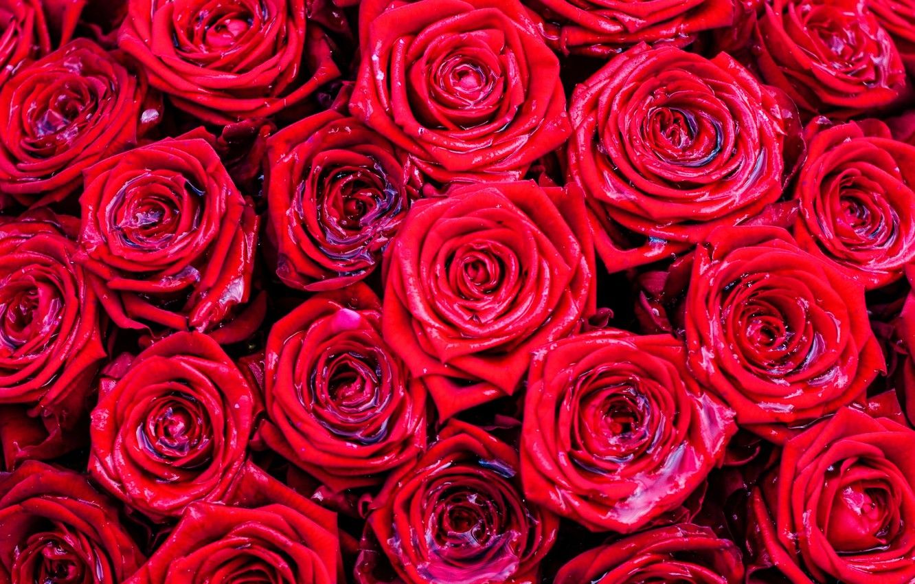 Wallpaper water, roses, red roses, wet roses image for desktop