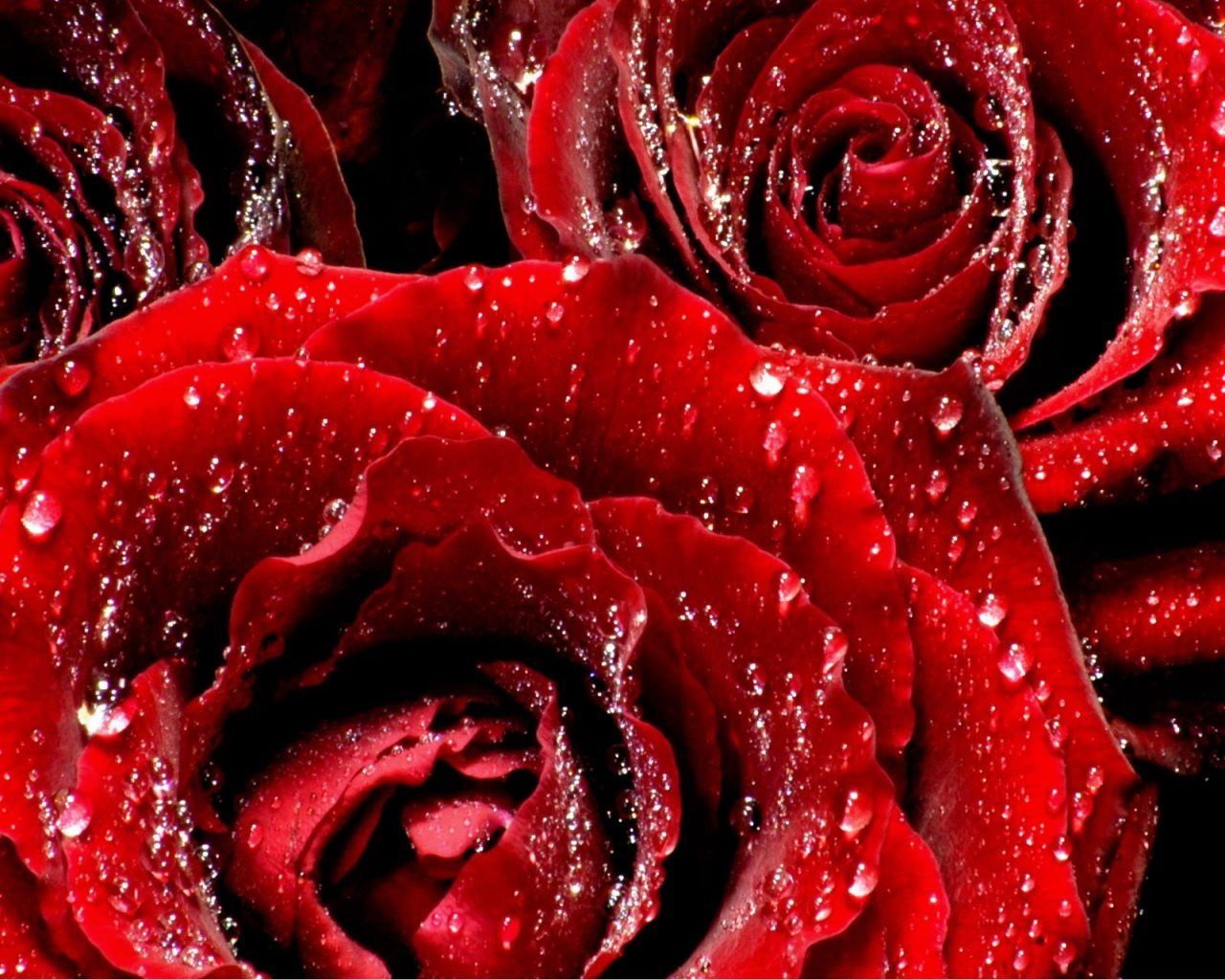 Wet Red Roses - [1280 x 1024]