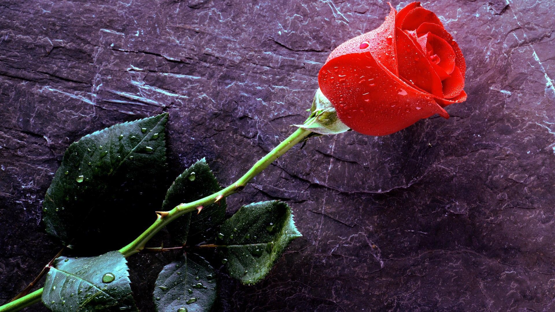 Wet rose on black stone Desktop wallpaper 1680x1050