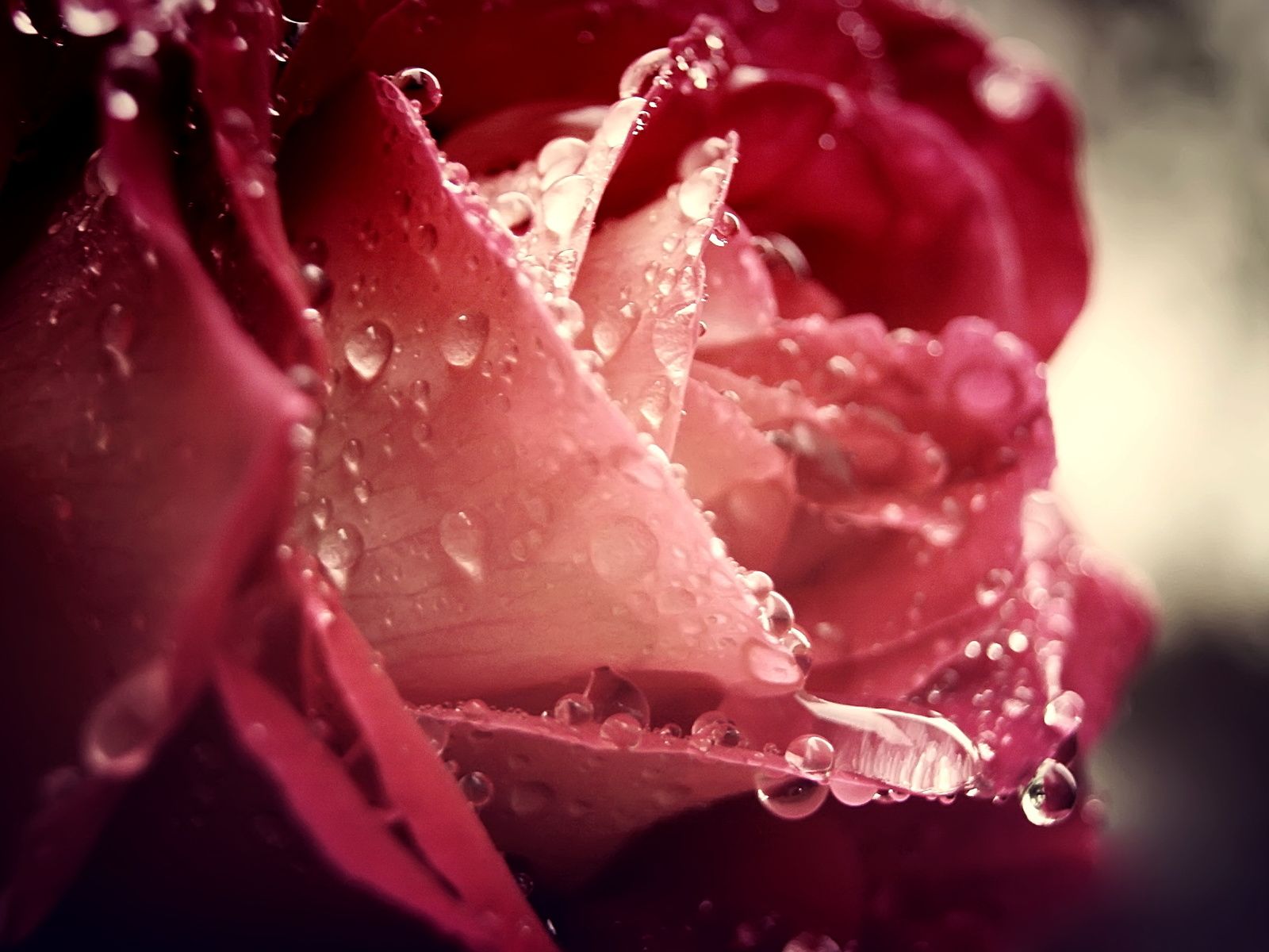 Free photo: Wet Roses, Green, Leaves