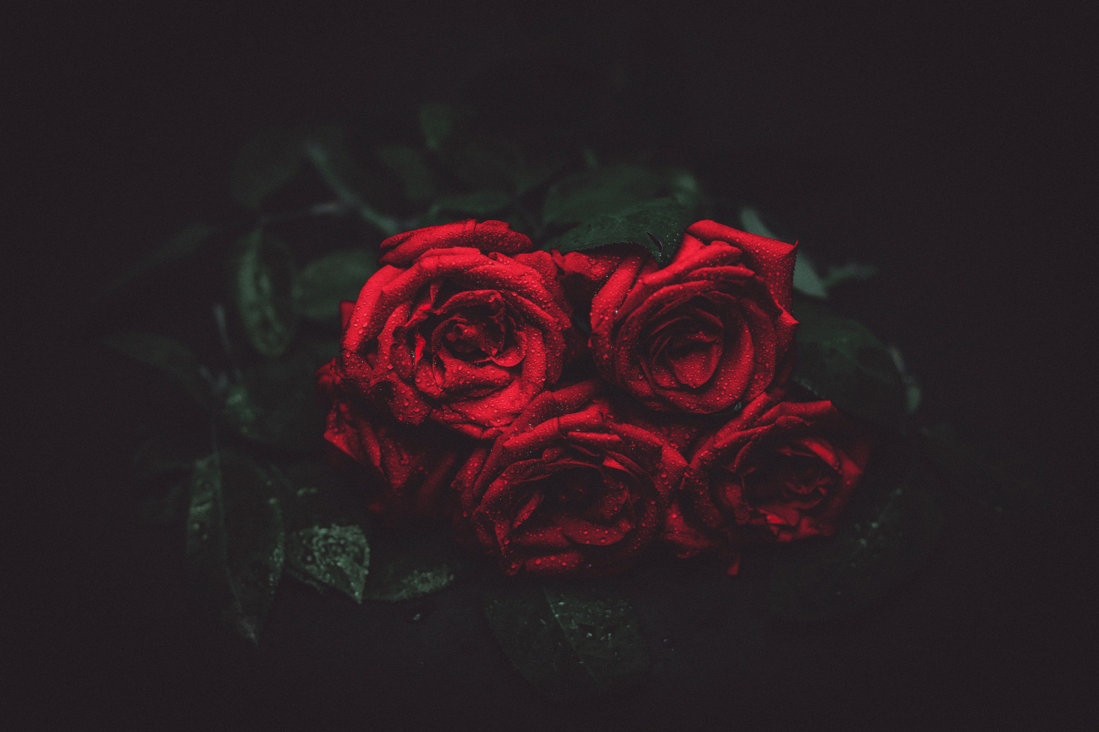 Wallpaper / a bouquet of wet roses lying flat on a dark