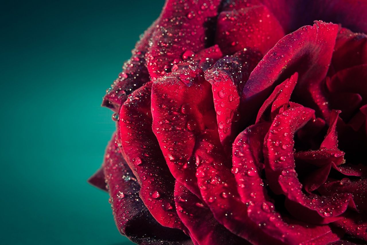 Wallpaper Red Roses Drops Flowers Wet