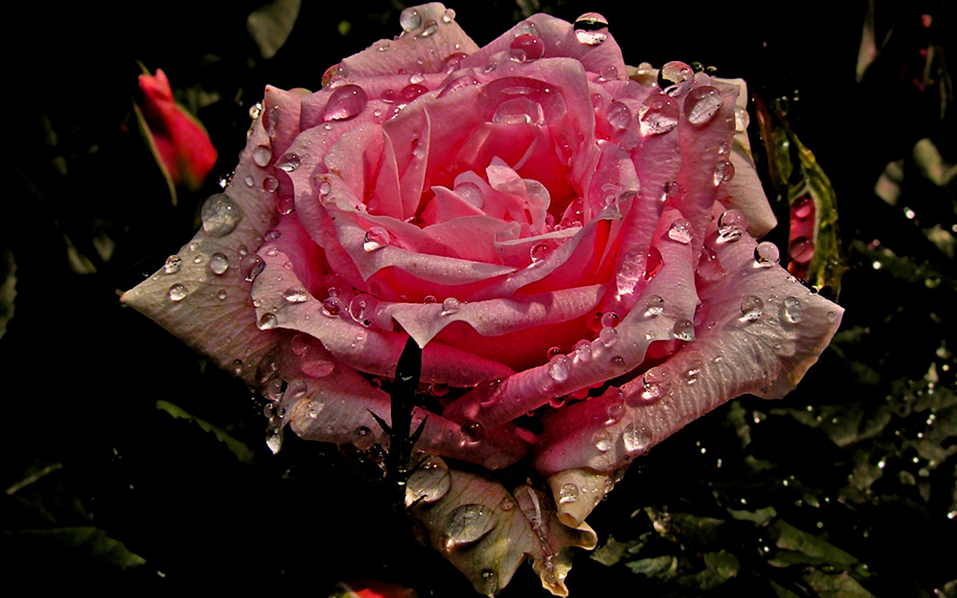 Wet Pink Rose HD Wallpaper