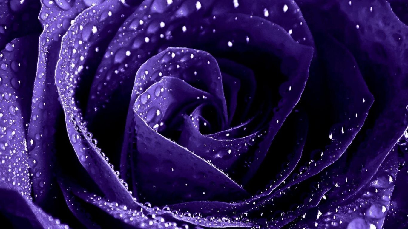 Wet purple rose close up Desktop wallpaper 1366x768