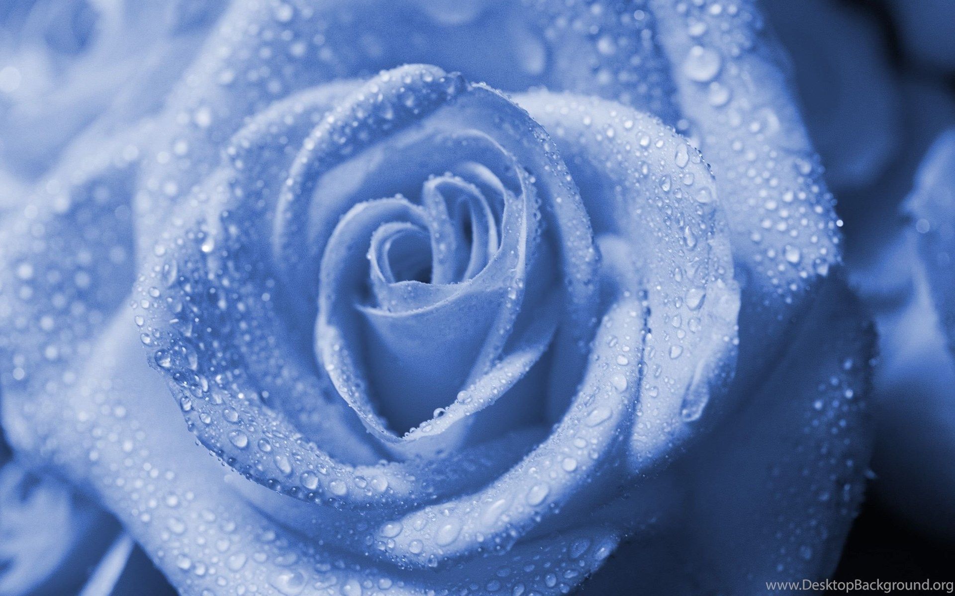 Wet drops blue rose HD Desktop Background