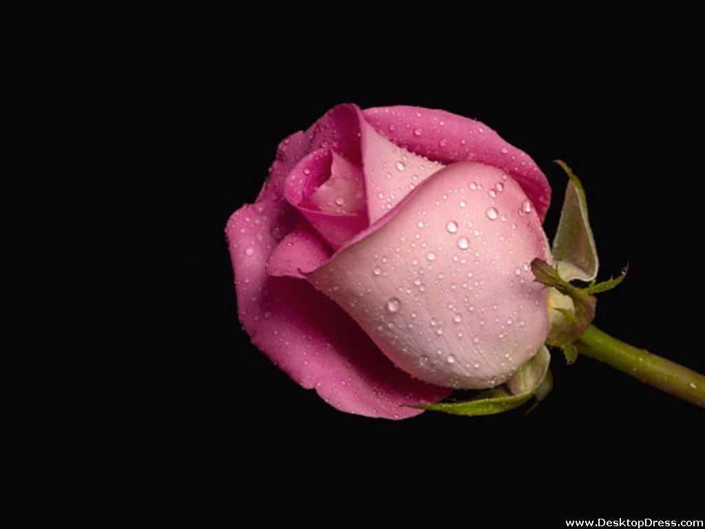 Desktop Wallpaper Flowers Background Pink Wet Rose