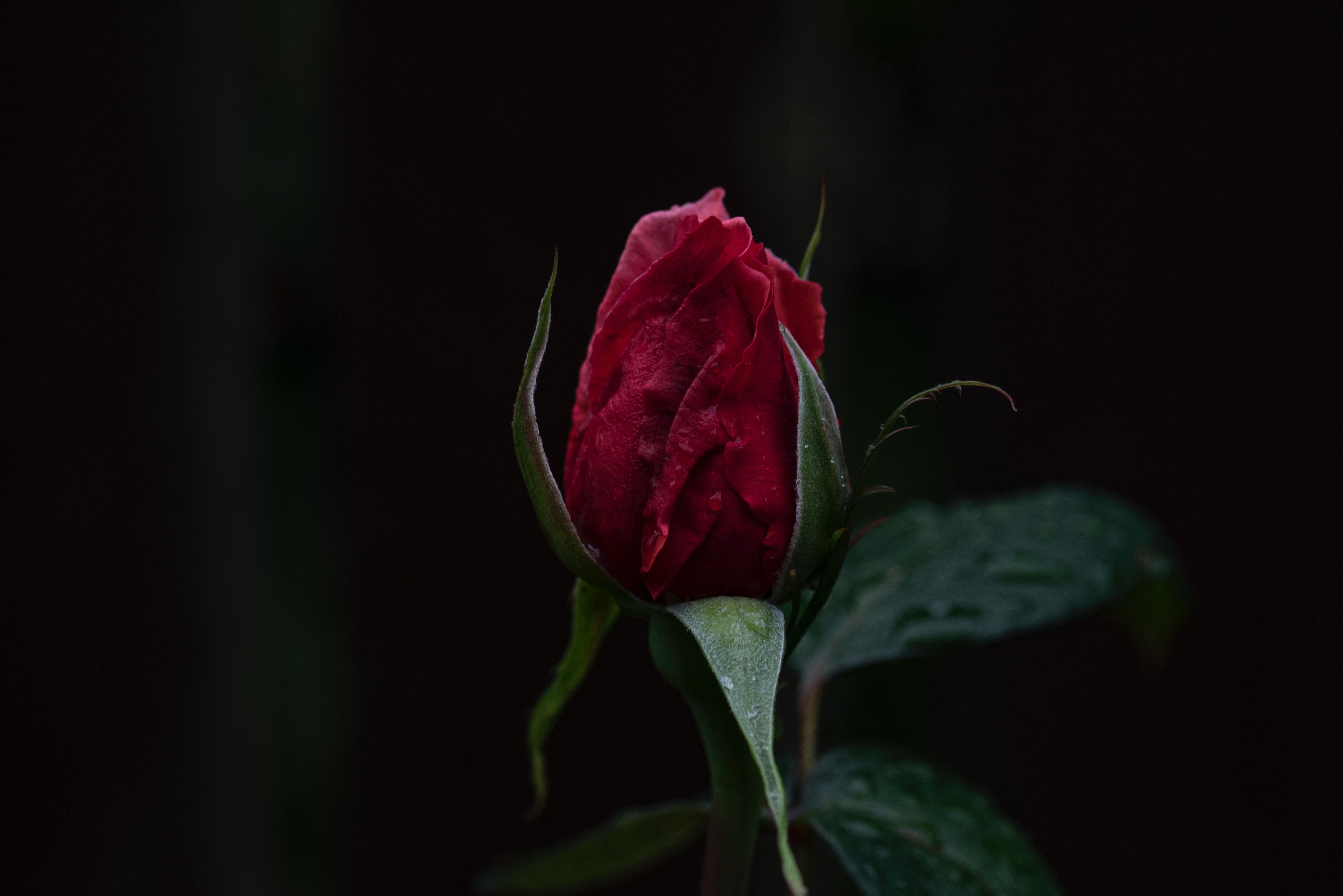 Wet Rose Picture. Download Free Image
