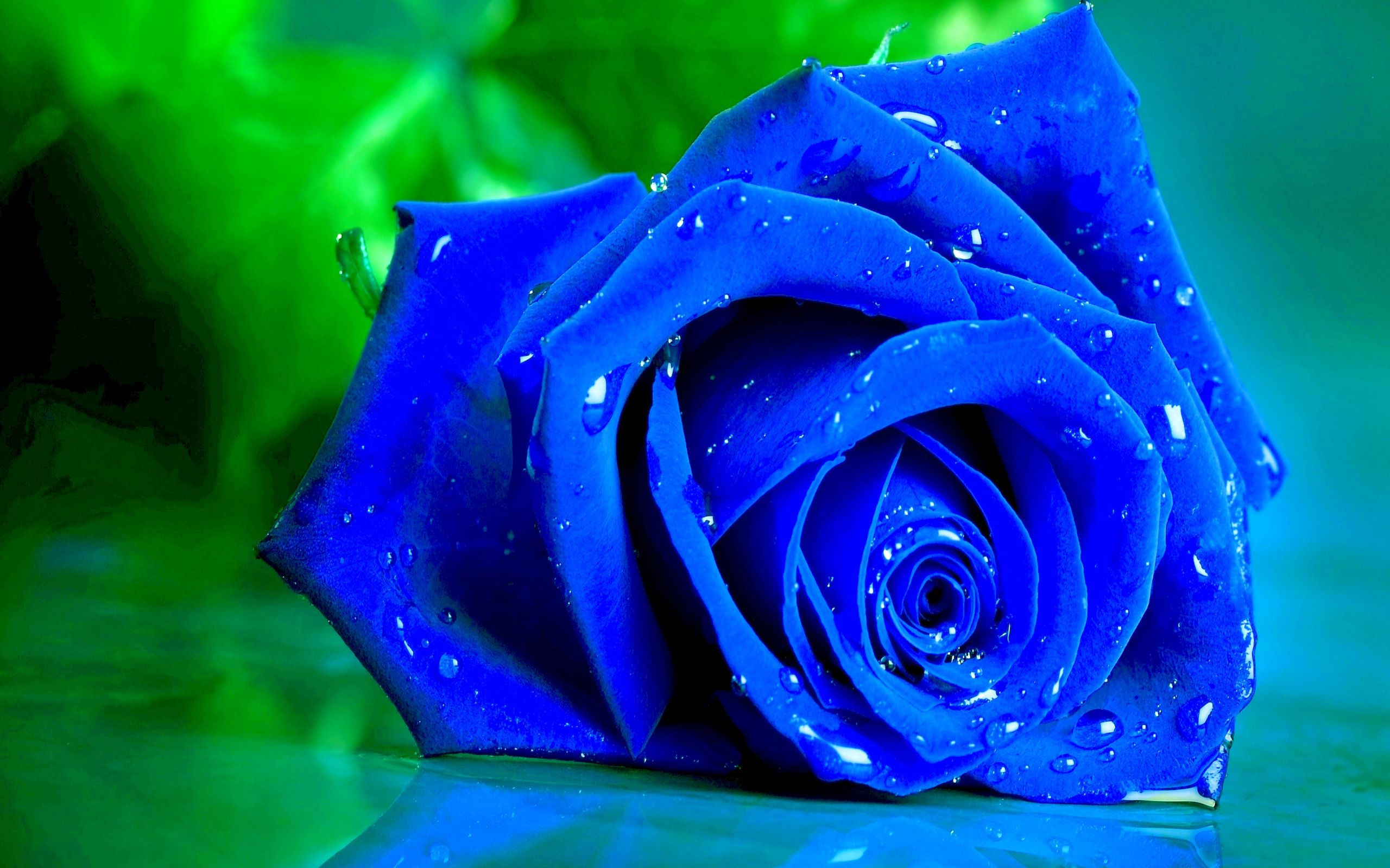 Wet Blue Rose HD Wallpaper