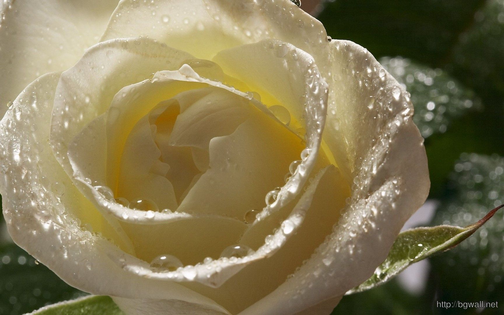 Download Wet White Rose Wallpaper