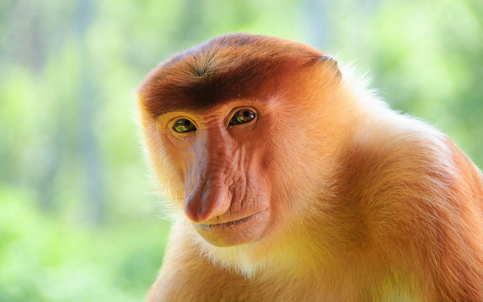 Proboscis Monkey wallpaper, Animal, HQ Proboscis Monkey picture