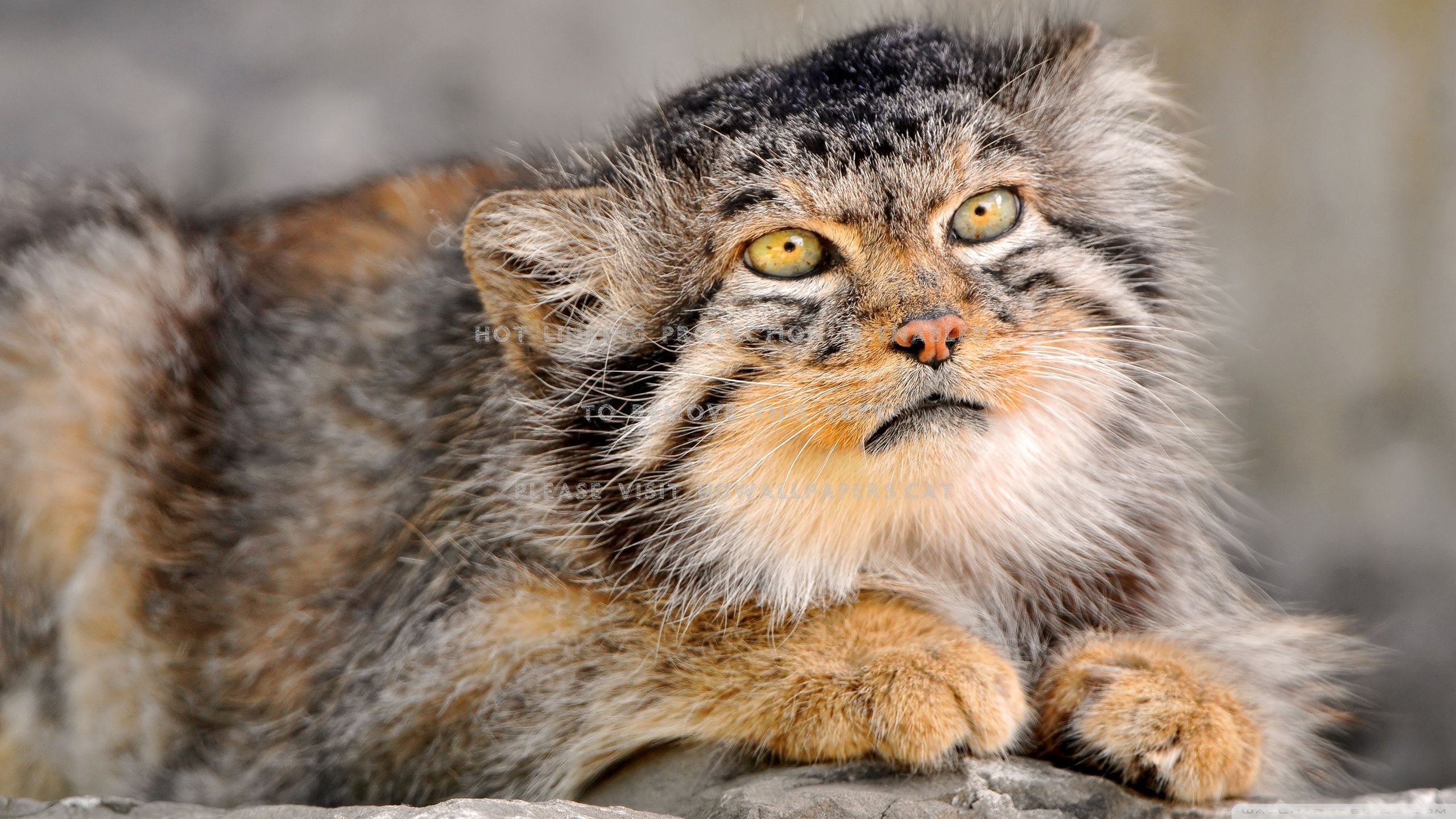 grumpy cat feline ugly animals
