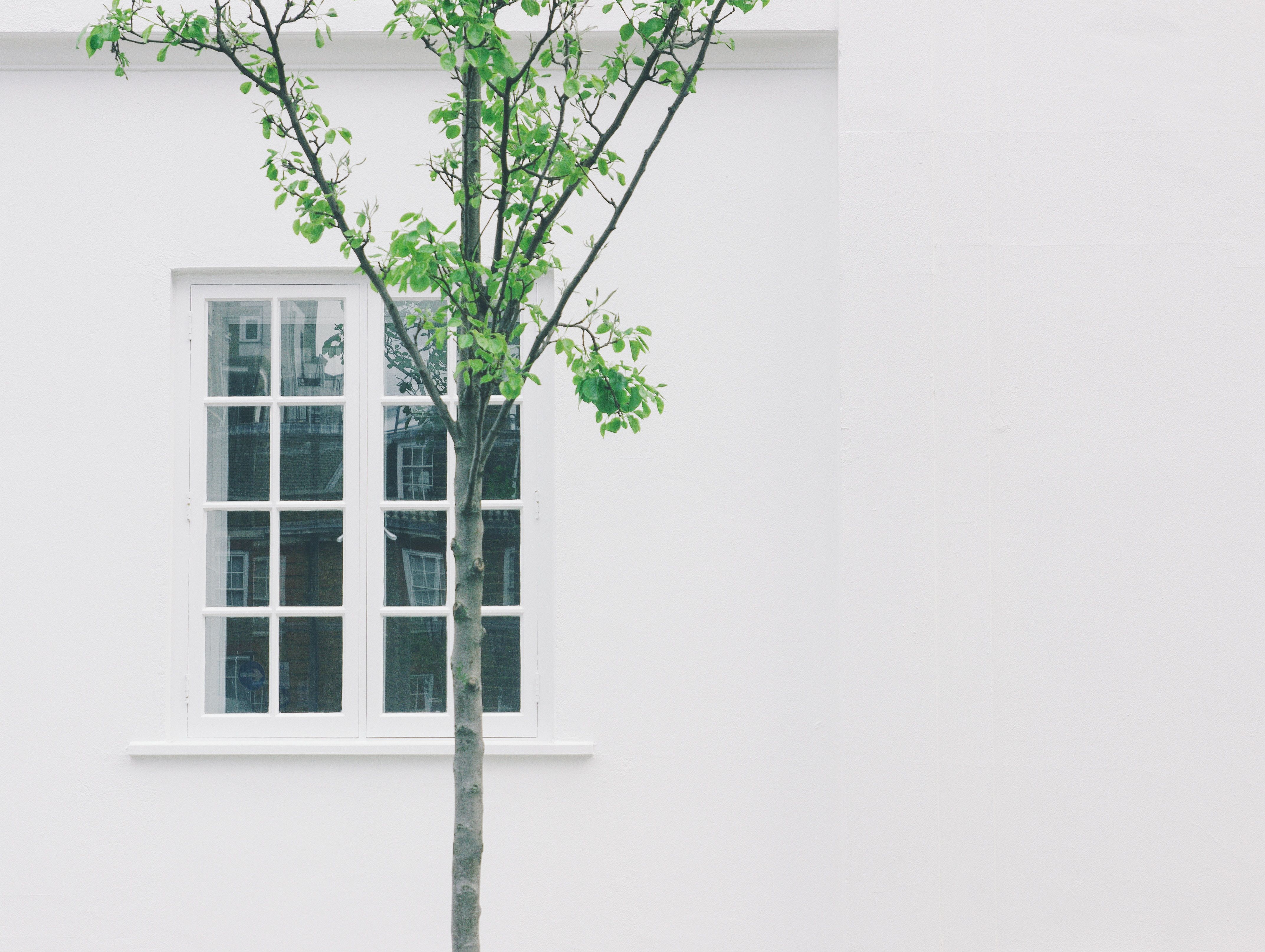 4290x3228 tree, wallpaper, aesthetic, minimalist, cozy, white, cityscape, city, minimal, summer, house, wall, cosy, negative space, love, beach, architecture, street, window, Free picture, simplicity Gallery HD Wallpaper