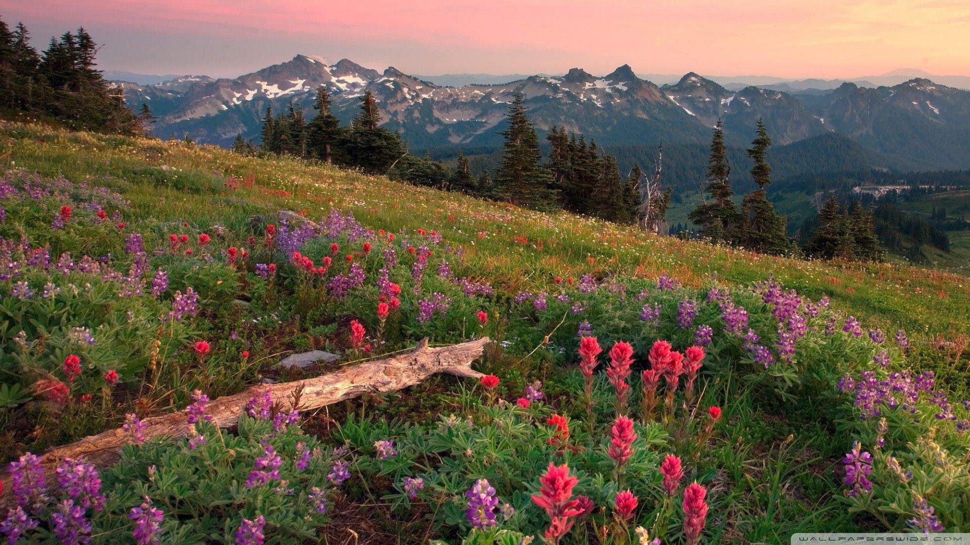 Mt Rainier Wallpaper