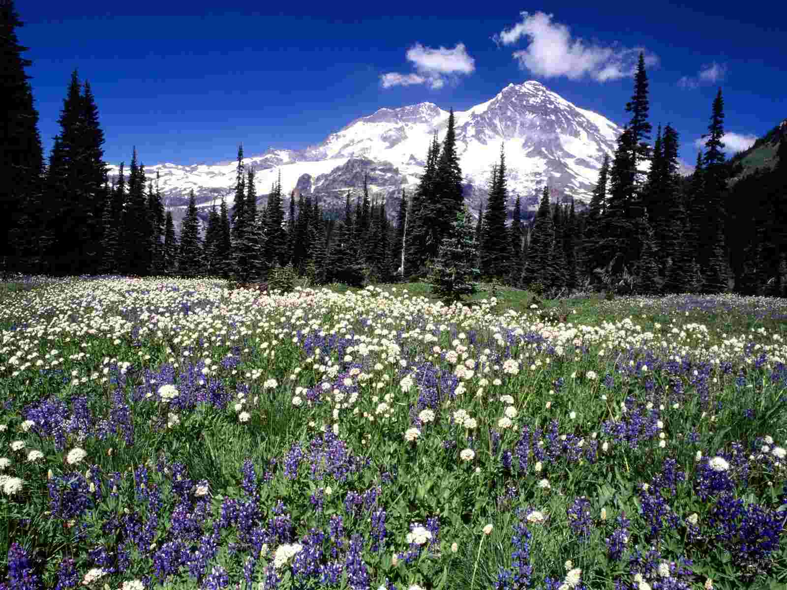 Mount Rainier Wallpaper. Amount