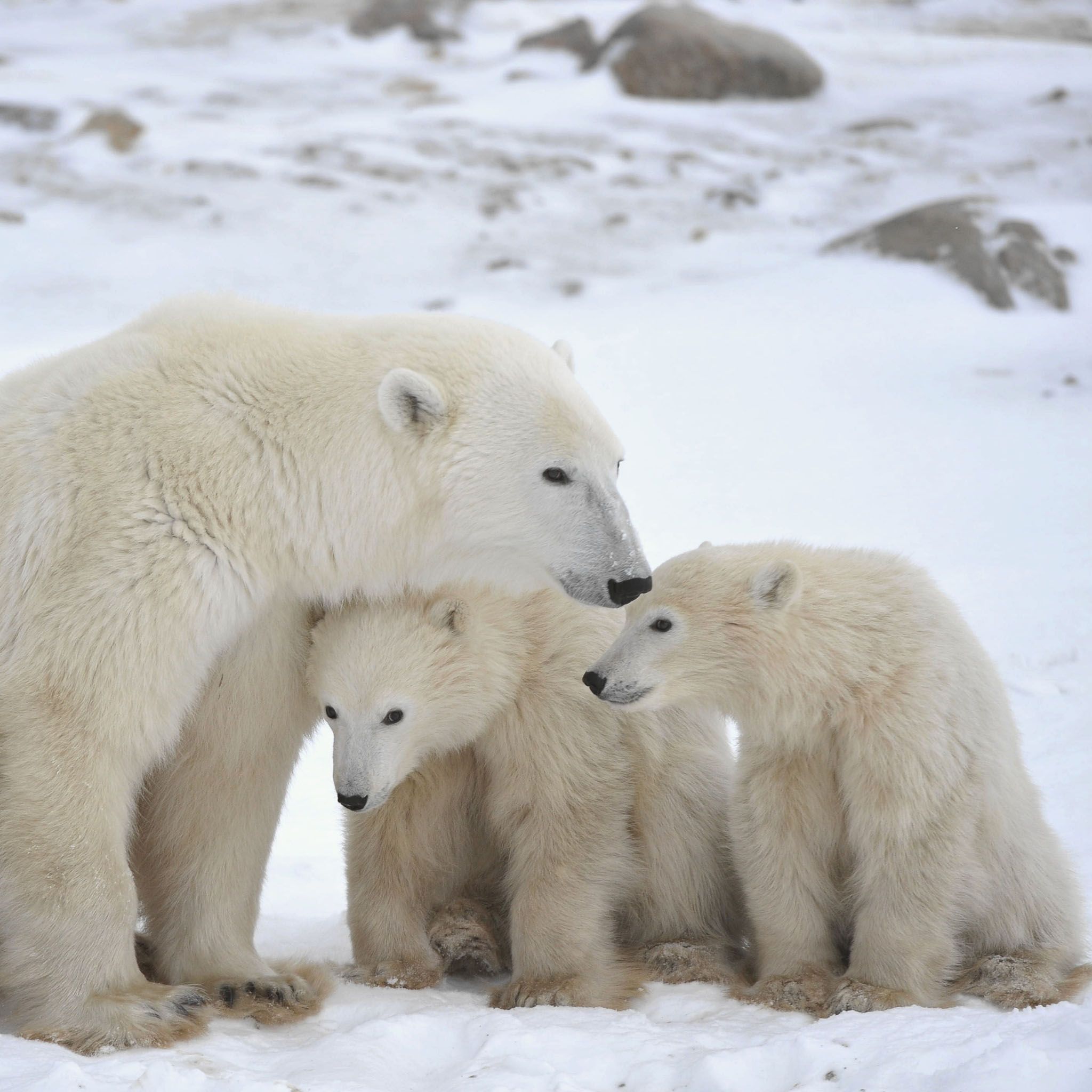 Polar bears. Polar Bear Family 2048 x 2048 iPod 3 wallpaper, background. Polar bear wallpaper, Polar bear, Bear cubs