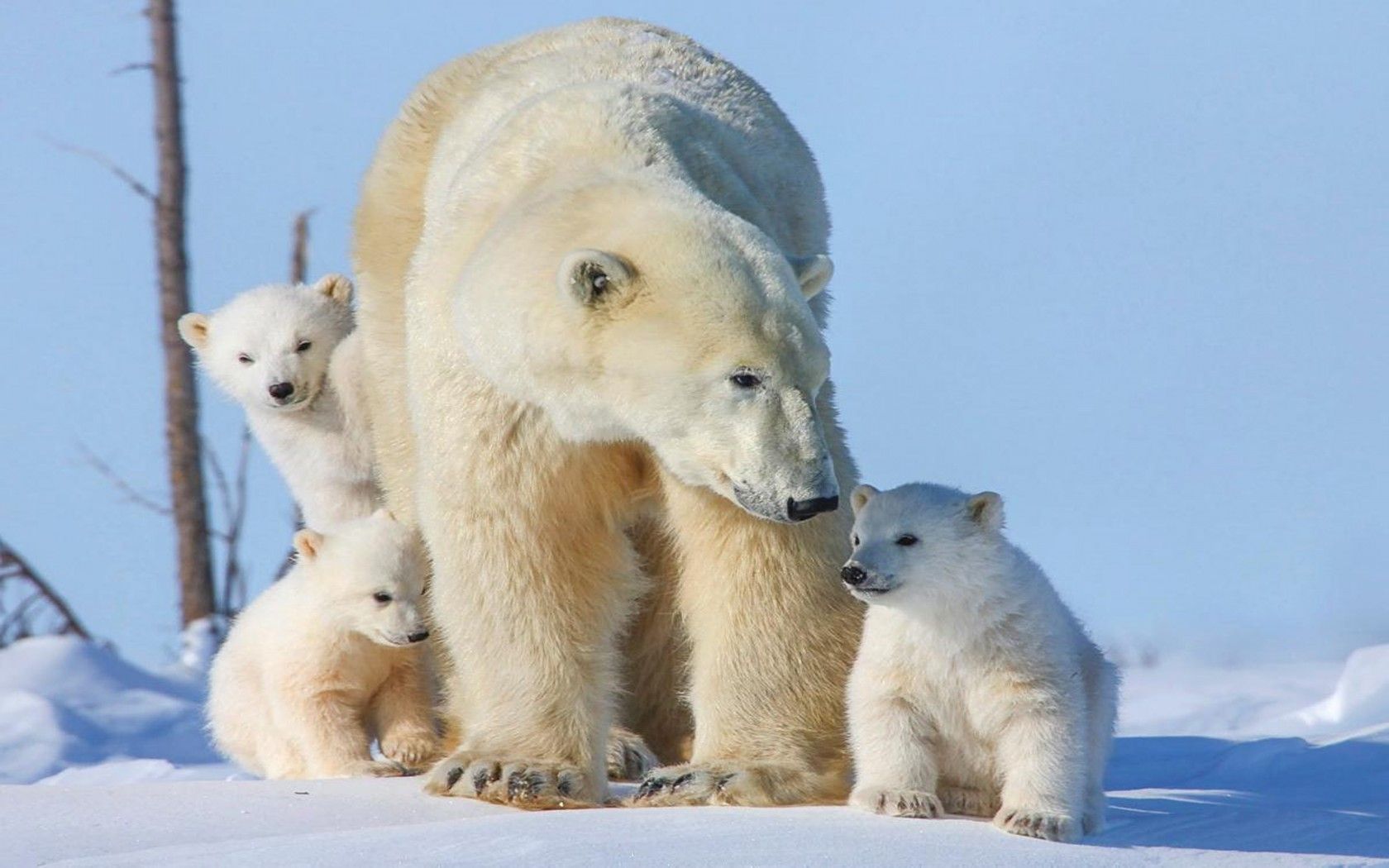 Polar Bear Family Three Small Cubs Desktop Wallpaper HD, Wallpaper13.com