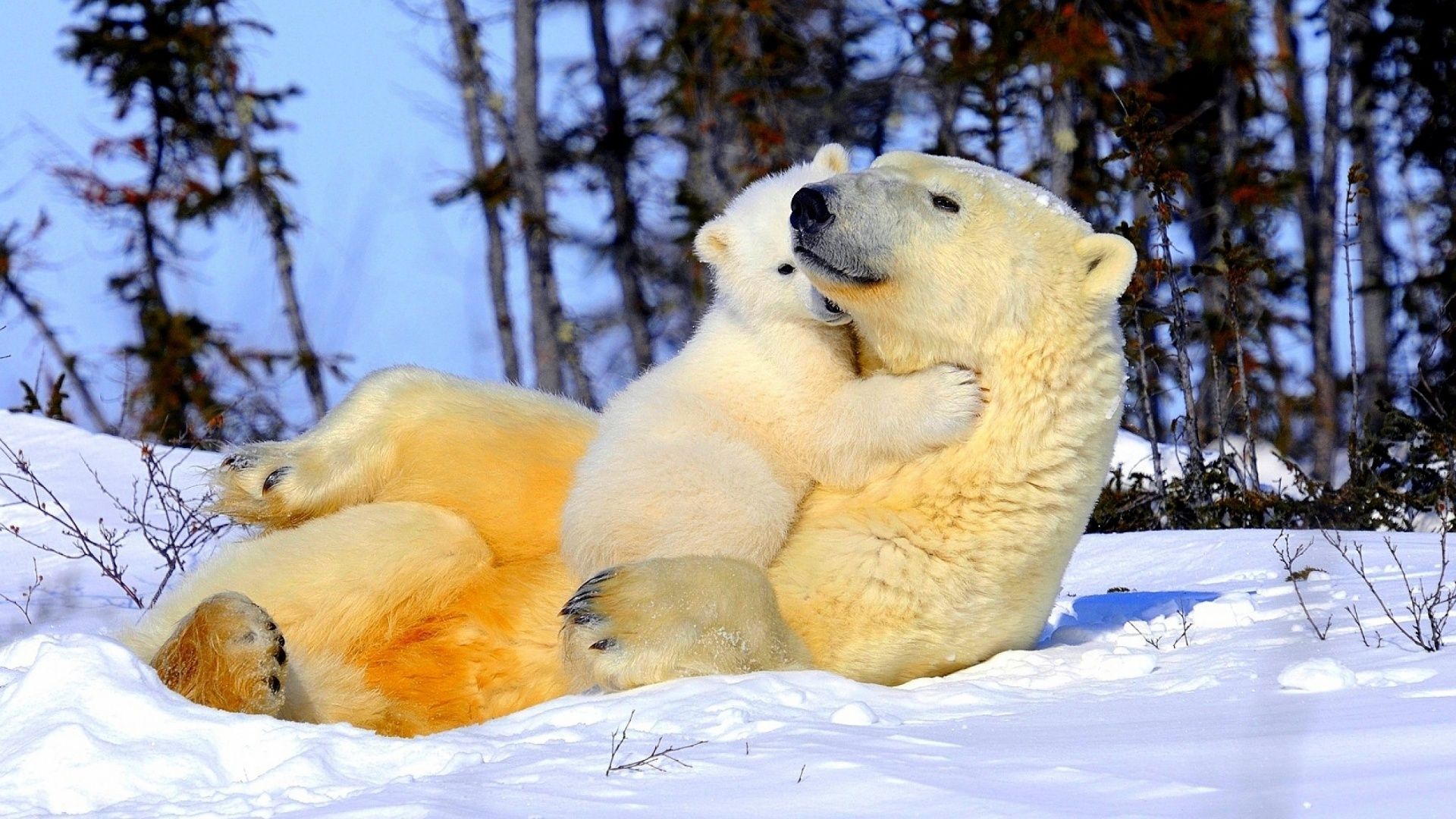 Polar Bear Family Wallpaper. Animals, Baby polar bears, Polar bear