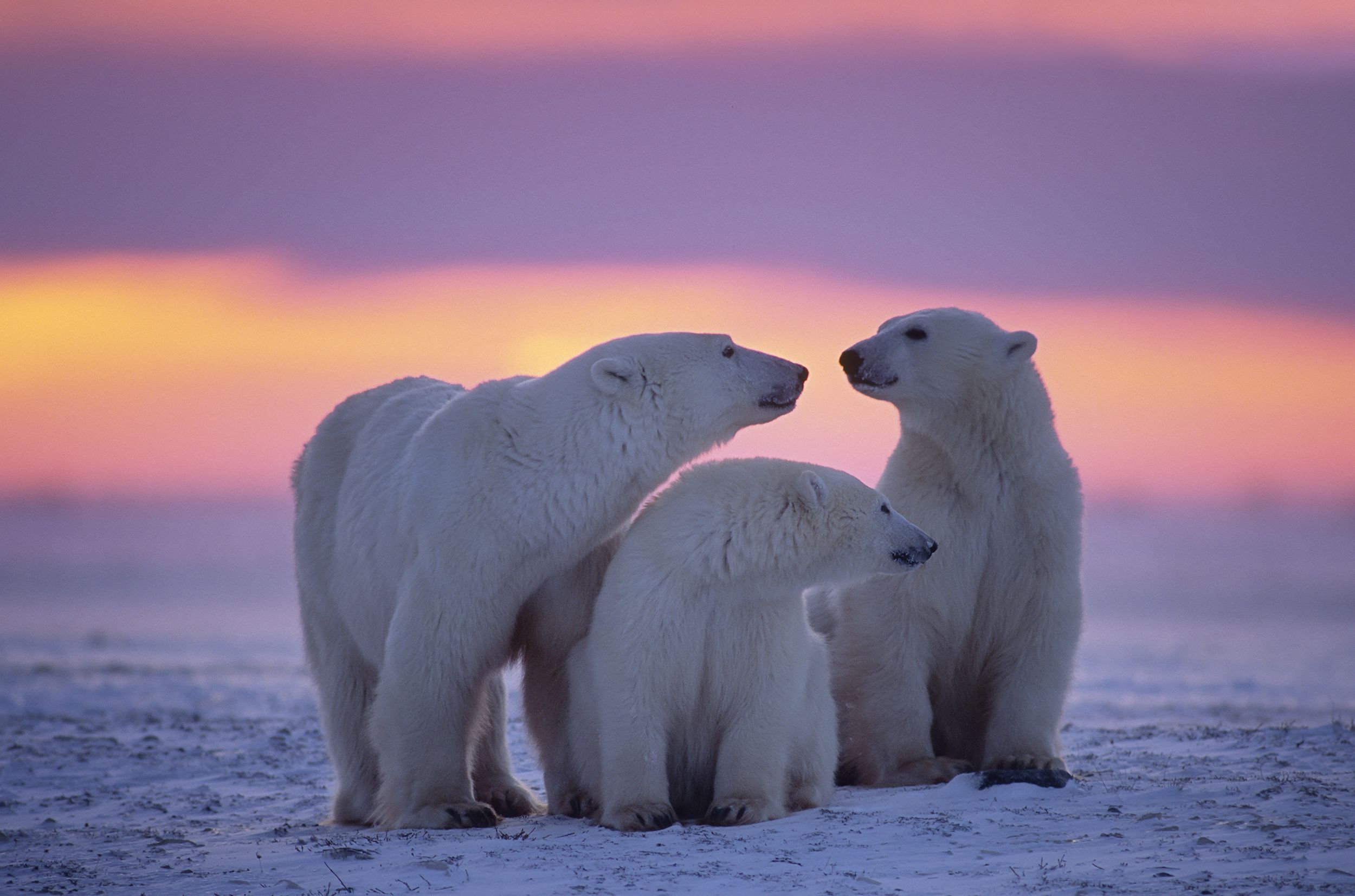 Polar Bear Family, HD Animals, 4k Wallpaper, Image, Background, Photo and Picture