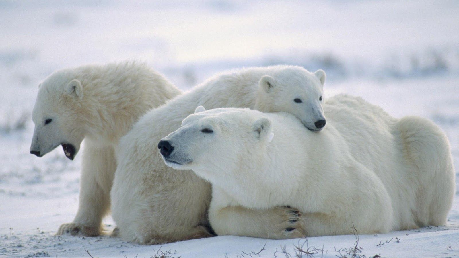 Free download polar bears family 1080p polar bear underwater 1920 x 1080 HD polar [1600x900] for your Desktop, Mobile & Tablet. Explore Polar Bear Wallpaper for Desktop