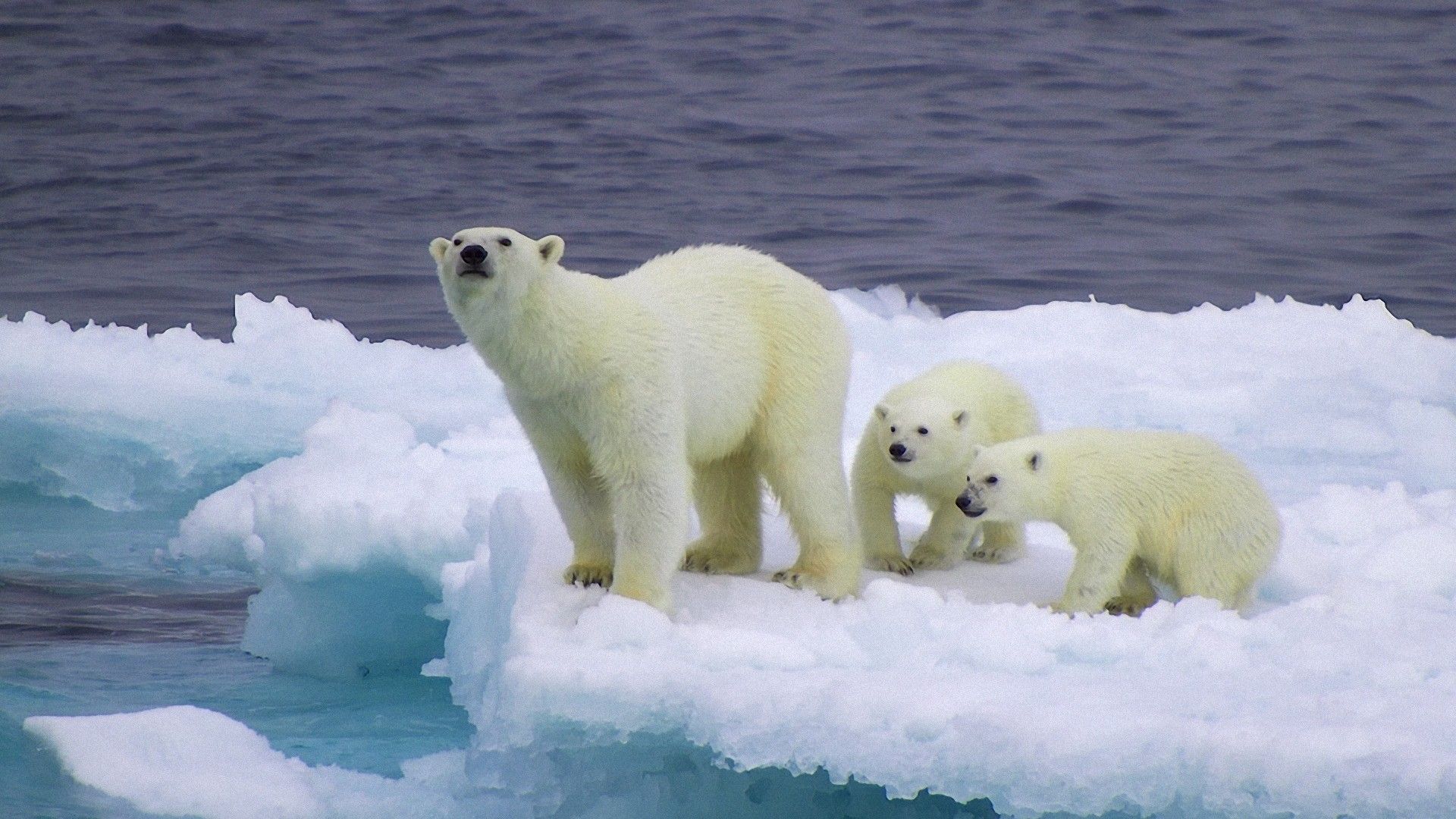 Polar Bear Family Best Wallpaper 18244