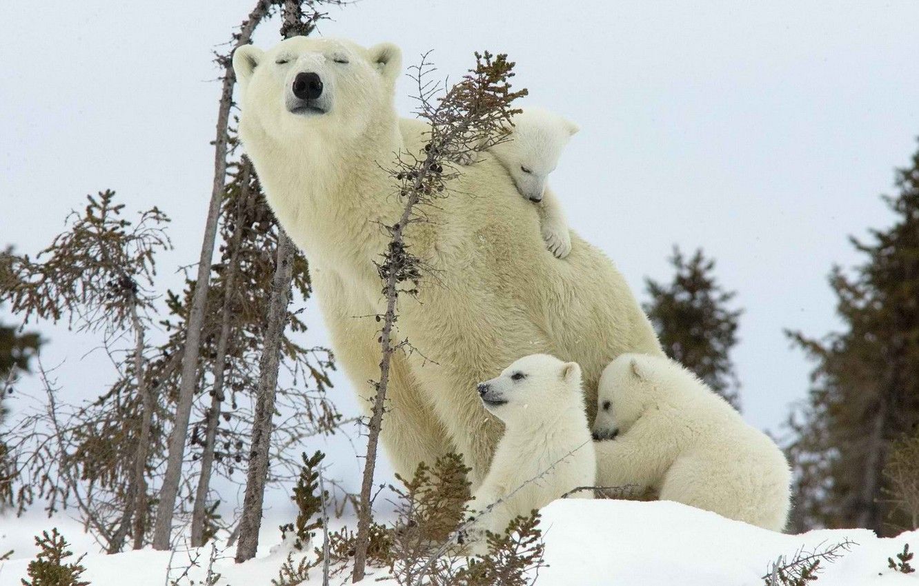 Wallpaper family, bear, polar bear image for desktop, section животные